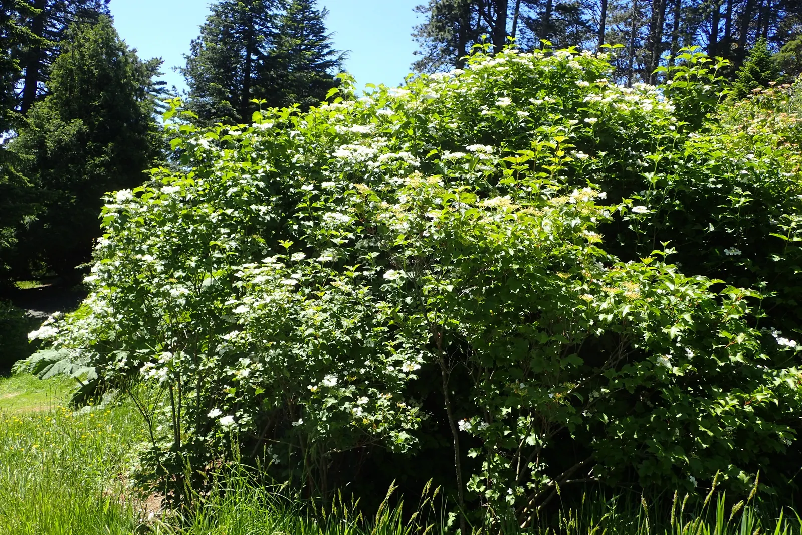 Sargent Viburnum (Viburnum Sargentii) — The Sargent Viburnum (Viburnum sargentii) is a hardy deciduous shrub, reaching 6-10 feet in height and, image 45