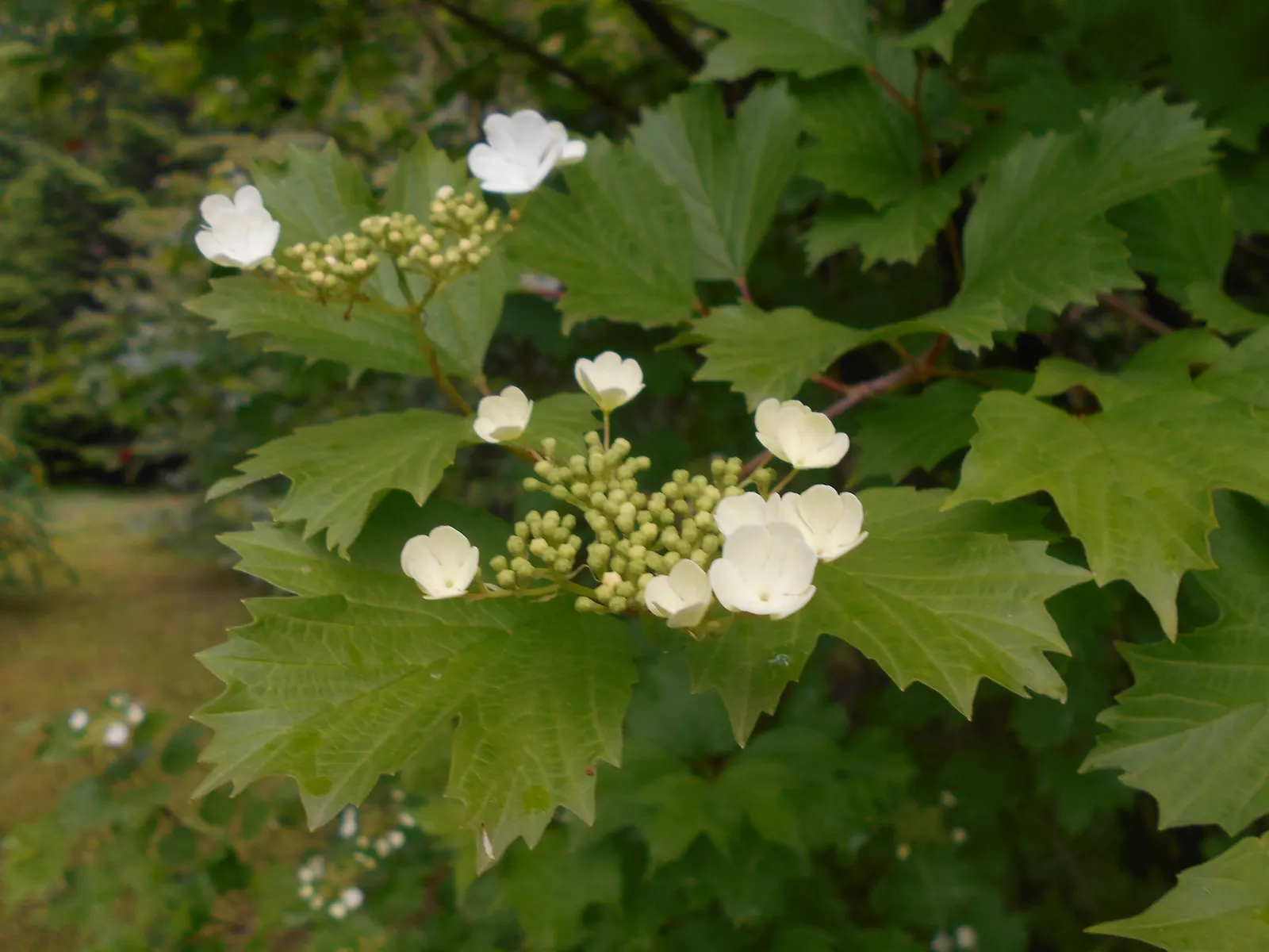 Sargent Viburnum (Viburnum Sargentii) — Space plants 5-6 feet apart to allow for mature growth; typically reaching up to 10 to 12 feet in height with a