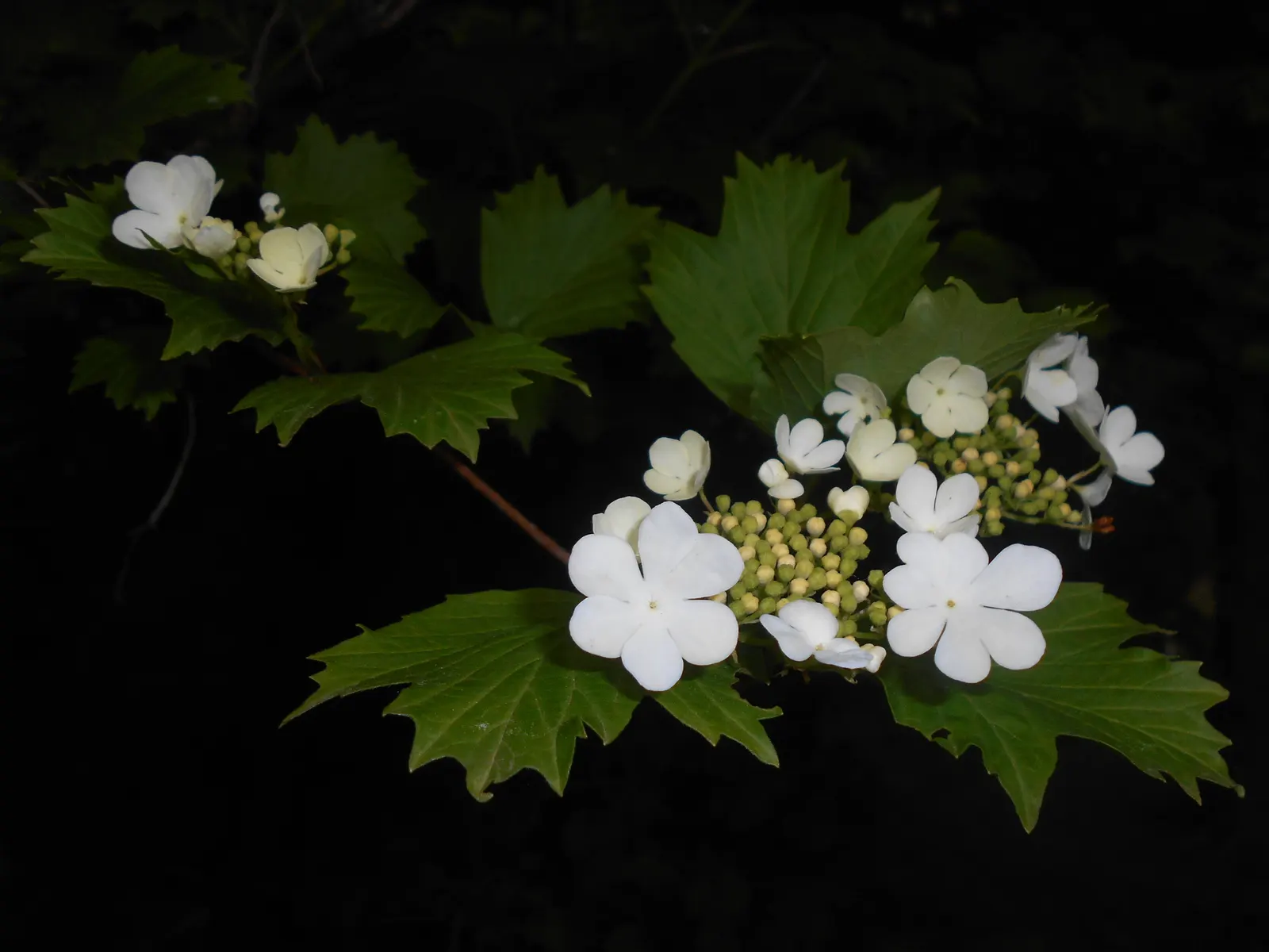 Sargent Viburnum (Viburnum Sargentii) — This adaptable plant prefers full sun to partial shade, and well-drained soils