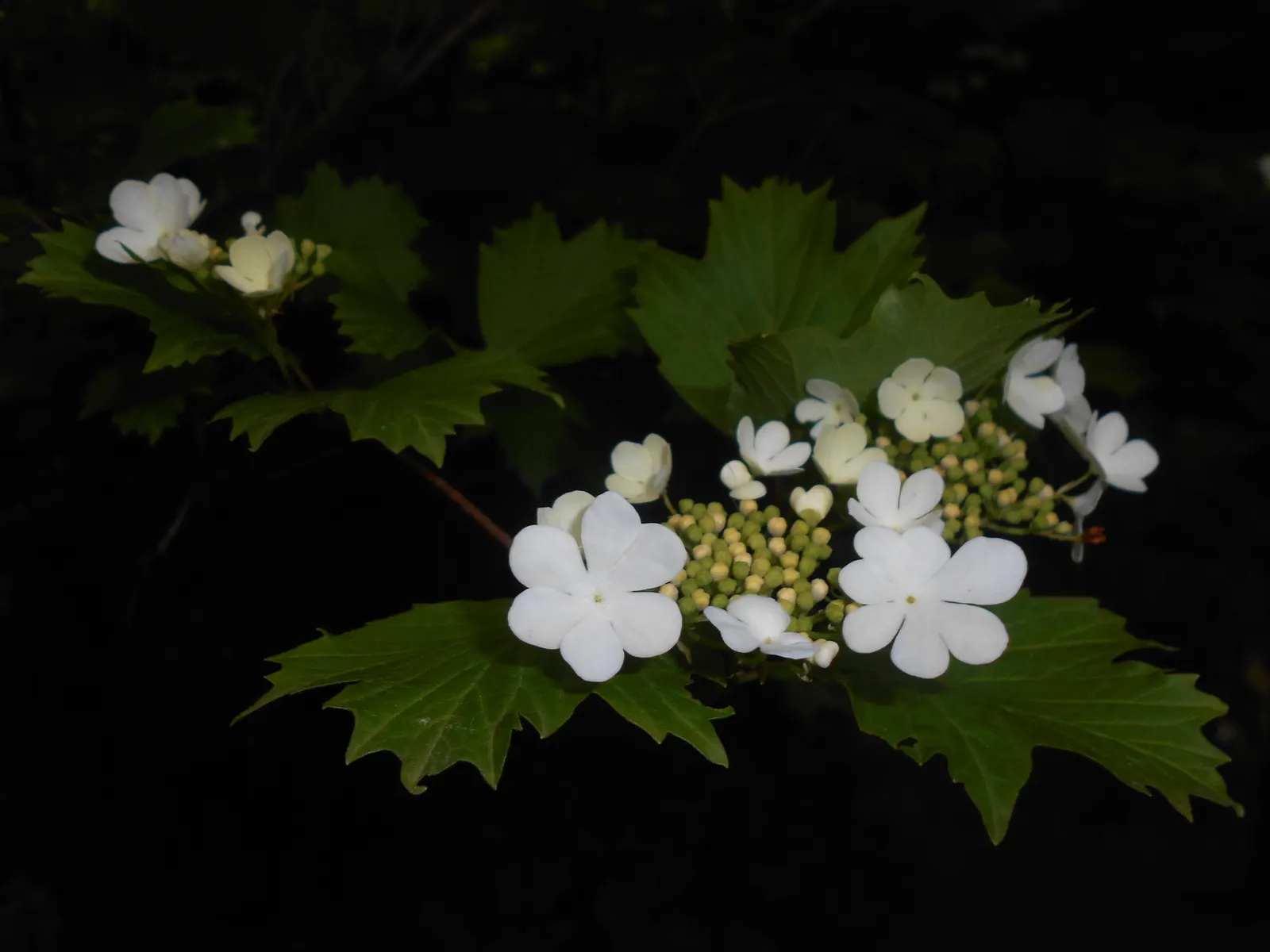 Sargent Viburnum (Viburnum Sargentii) — flat-topped cymes up to 4 to 8 inches across; offering a rich tapestry of visual and sensory attributes throughout the