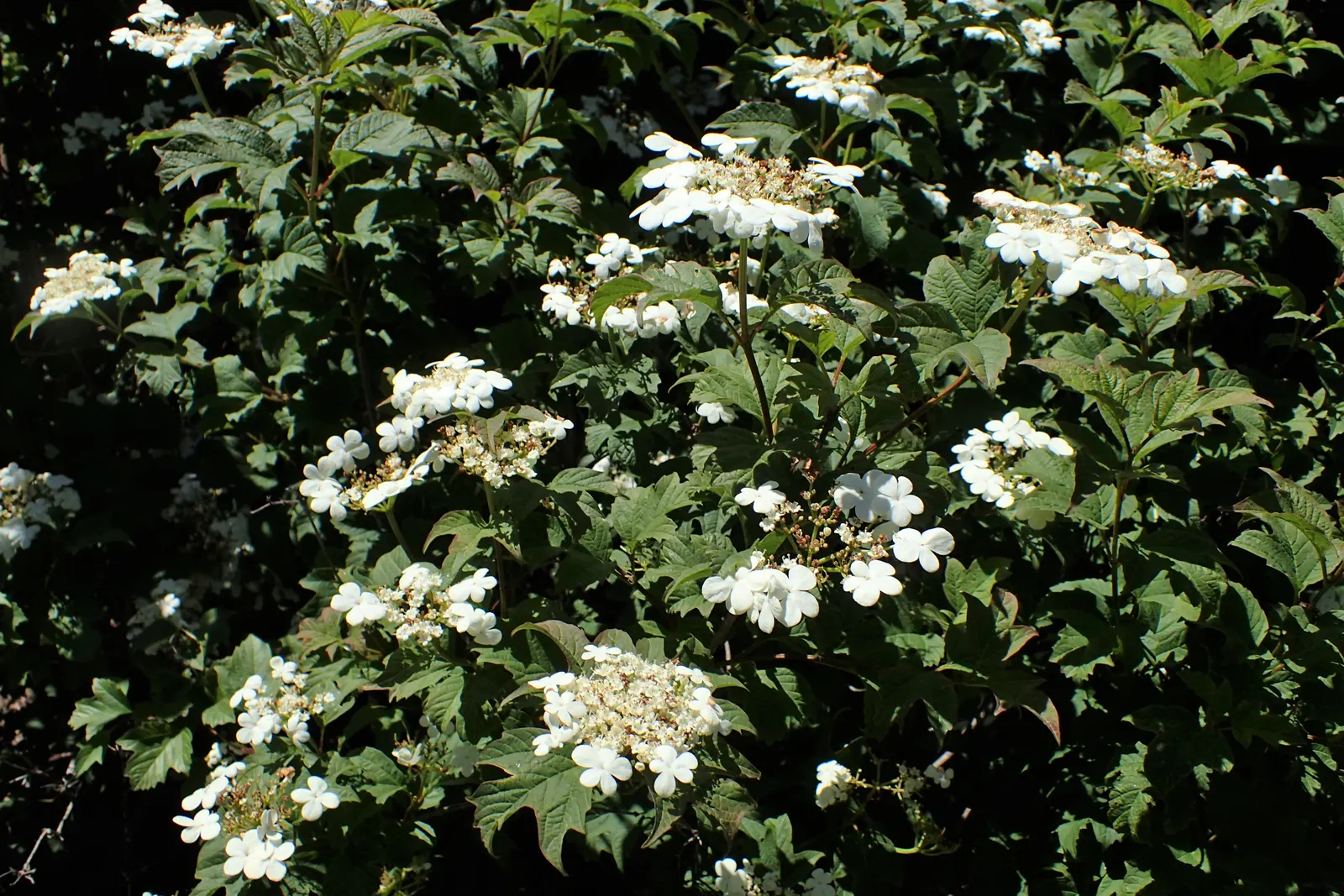 Sargent Viburnum (Viburnum Sargentii) — Ideal for hedges/screens, it provides year-round interest and attracts wildlife