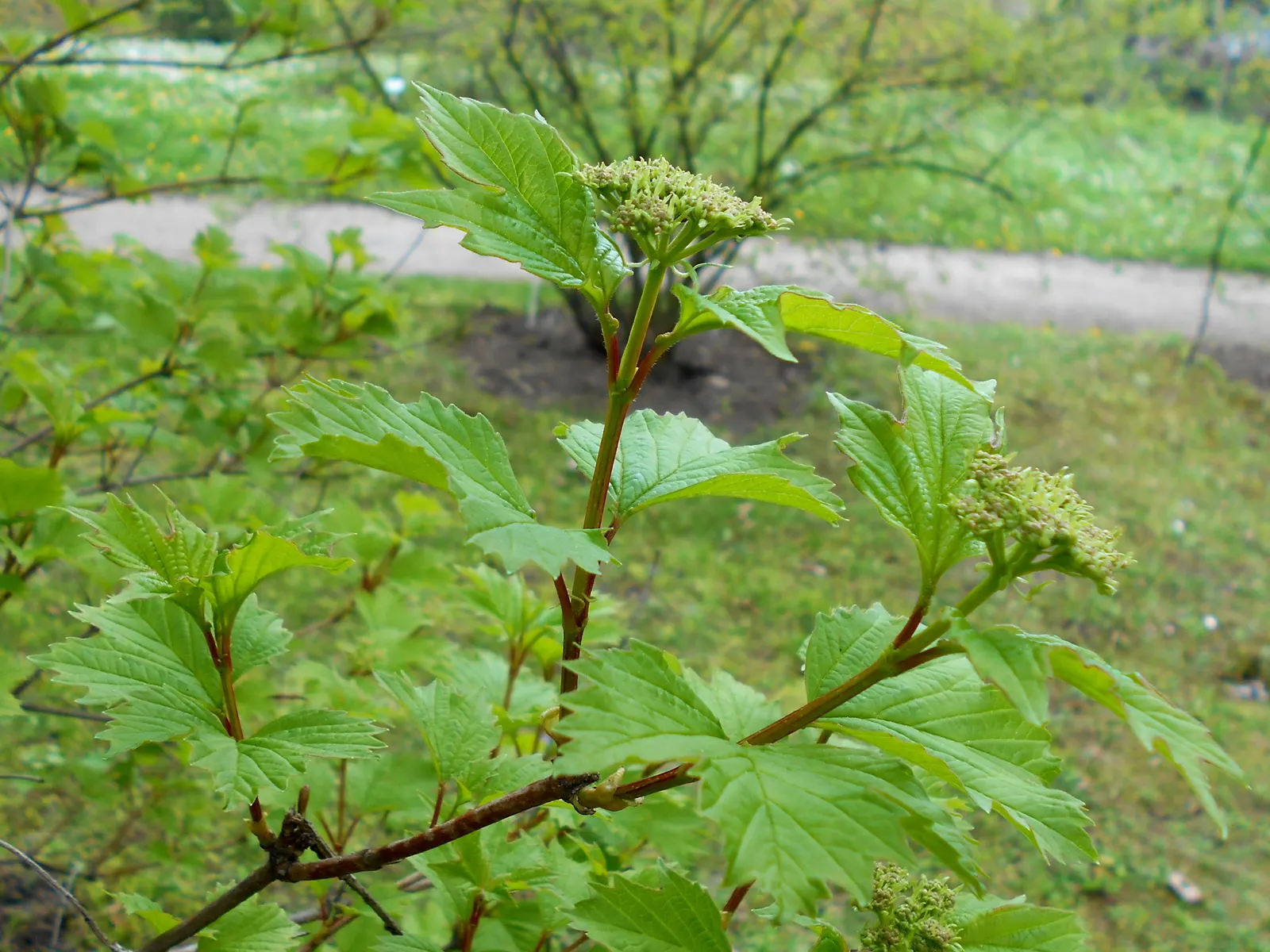 Sargent Viburnum (Viburnum Sargentii) — shrub for full or half
