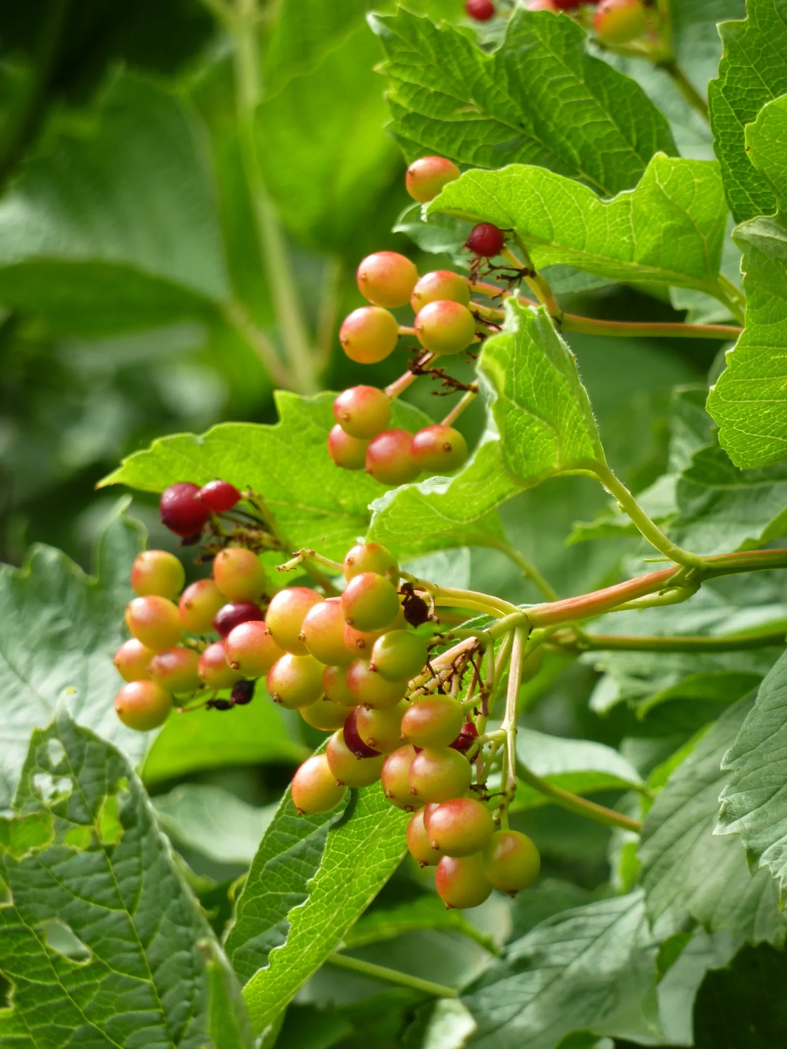 Sargent Viburnum (Viburnum Sargentii) — ovate leaves that span approximately 2 to 4 inches in length; these are highly attractive to pollinators and are