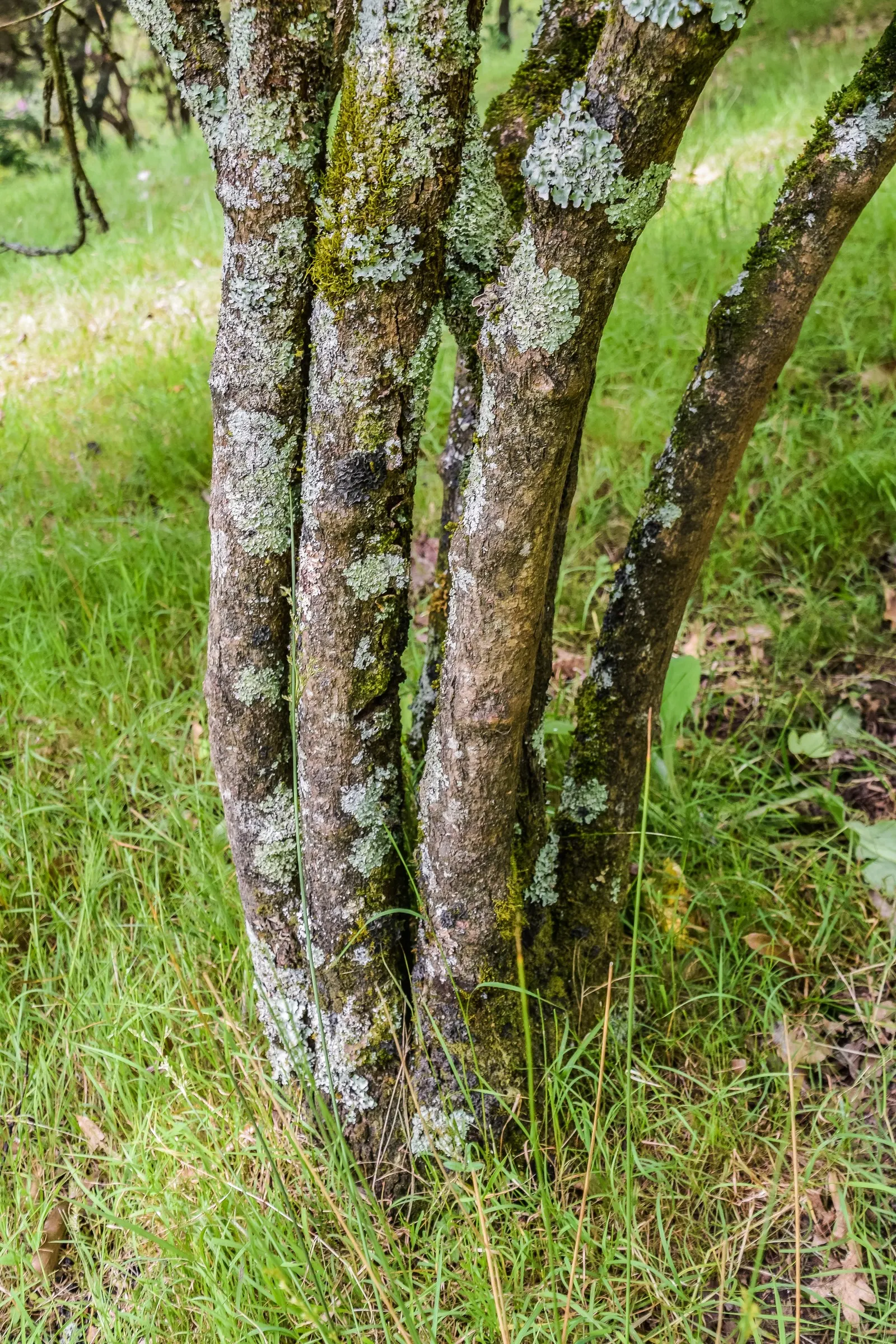 Sargent Viburnum (Viburnum Sargentii) — account for its mature dimensions and its ability to create a substantial presence in the landscape