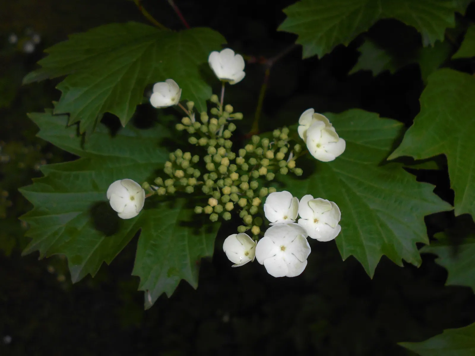 Sargent Viburnum (Viburnum Sargentii) — flat-topped cymes up to 4 to 8 inches across