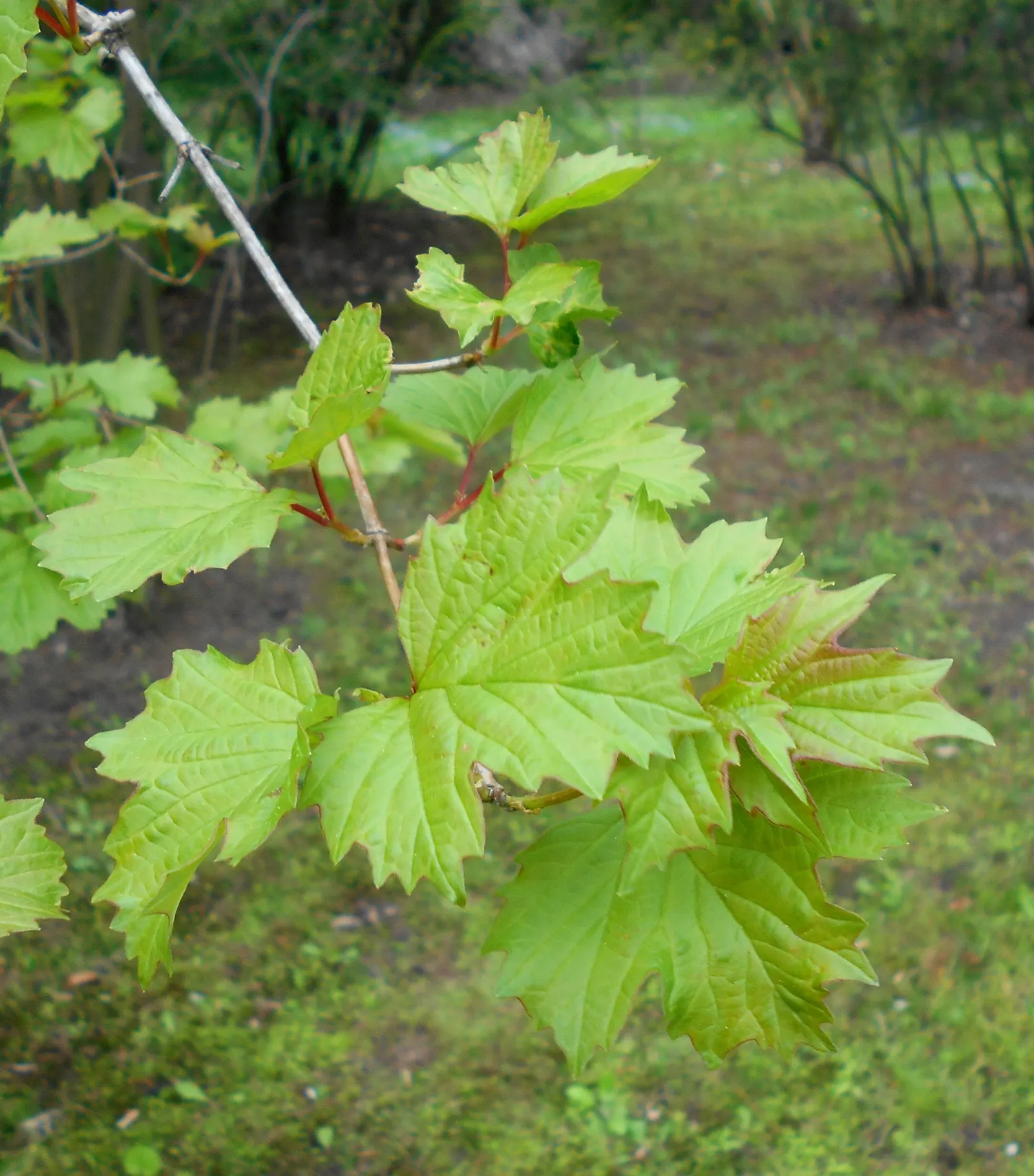Sargent Viburnum (Viburnum Sargentii) — is celebrated for its robust growth habit and generous size
