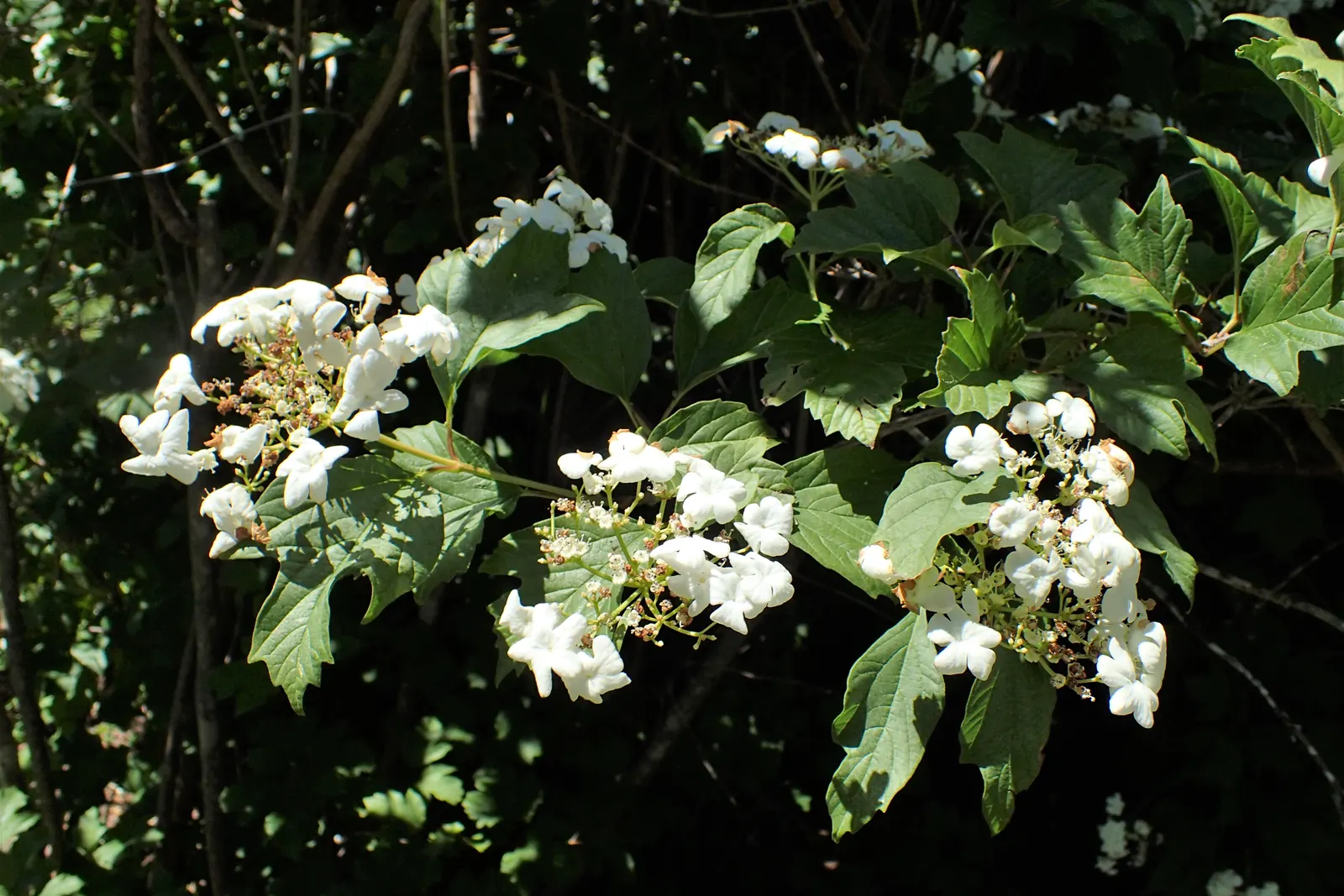 Sargent Viburnum (Viburnum Sargentii) — is celebrated for its robust growth habit and generous size; offering food for birds.<br><br>Given its size and