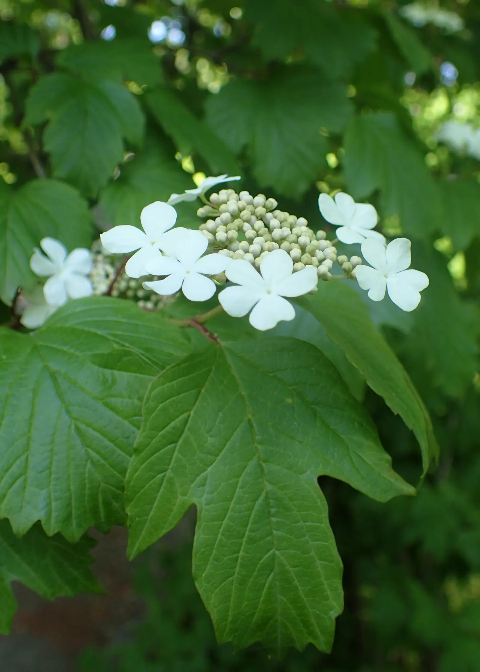 Sargent Viburnum (Viburnum Sargentii) — It thrives in well-drained soil and prefers full sun to partial shade; the Sargent Viburnum (Viburnum sargentii)
