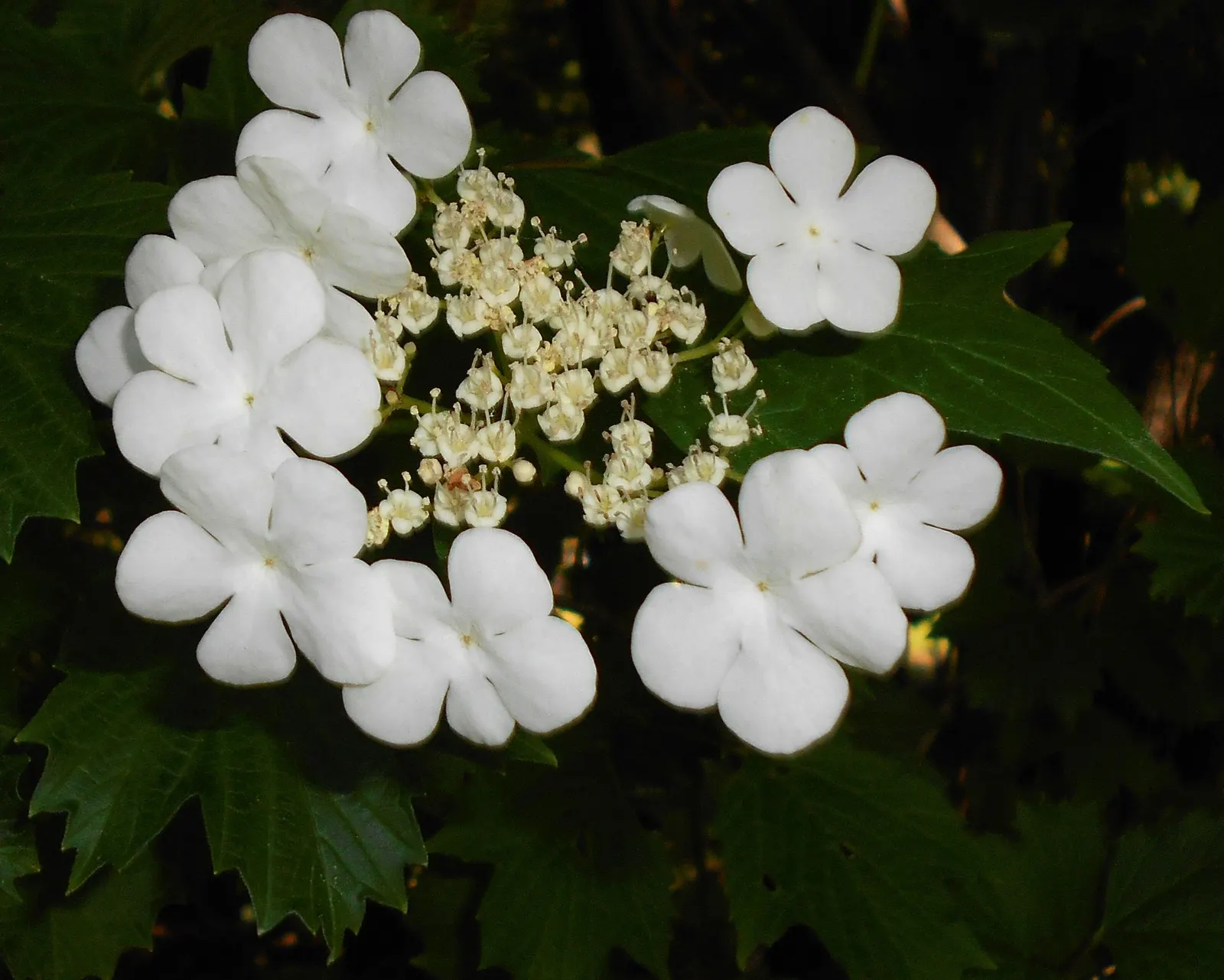 Sargent Viburnum (Viburnum Sargentii) — It thrives in well-drained soil and prefers full sun to partial shade
