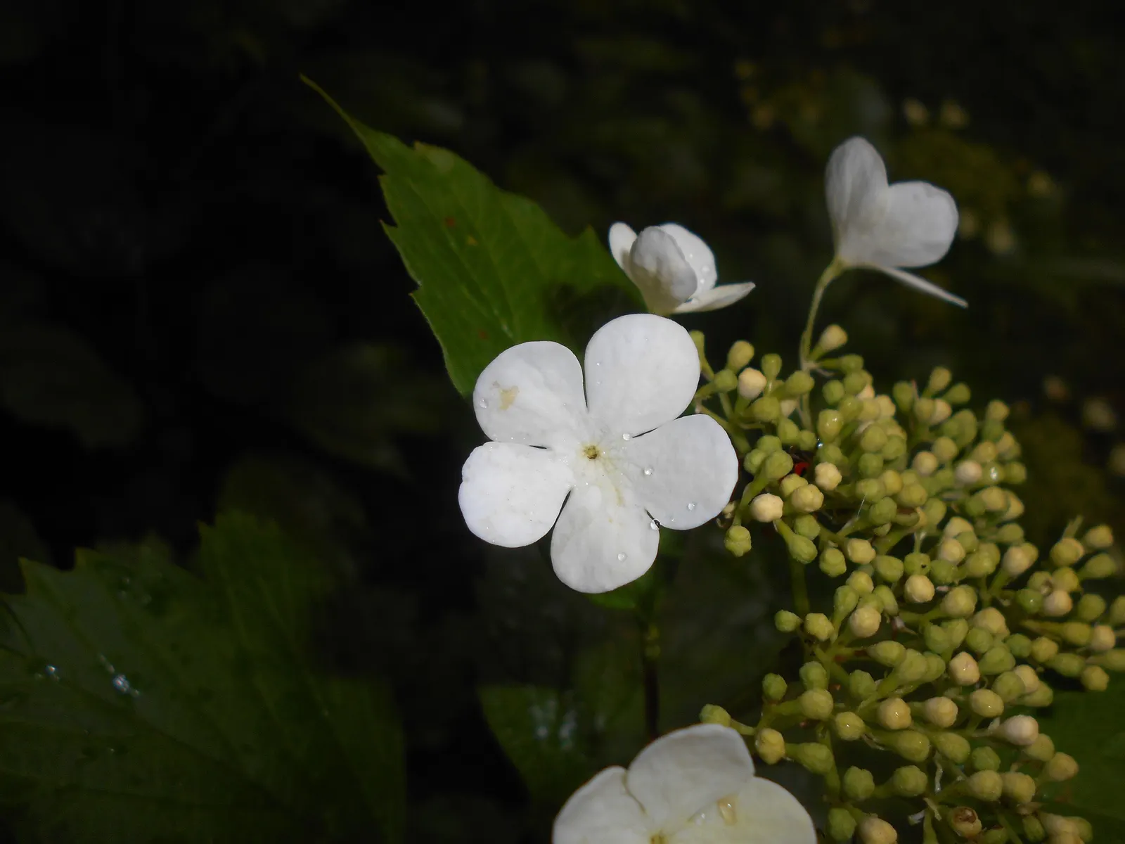 Sargent Viburnum (Viburnum Sargentii) — originating from northeastern Asia