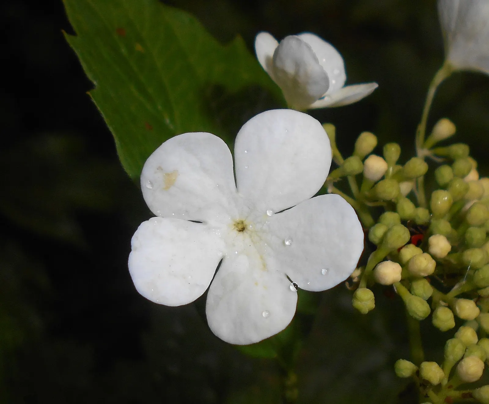 Sargent Viburnum (Viburnum Sargentii) — typically reaching up to 10 to 12 feet in height with a comparable spread of 10 to 12 feet; the Sargent Viburnum