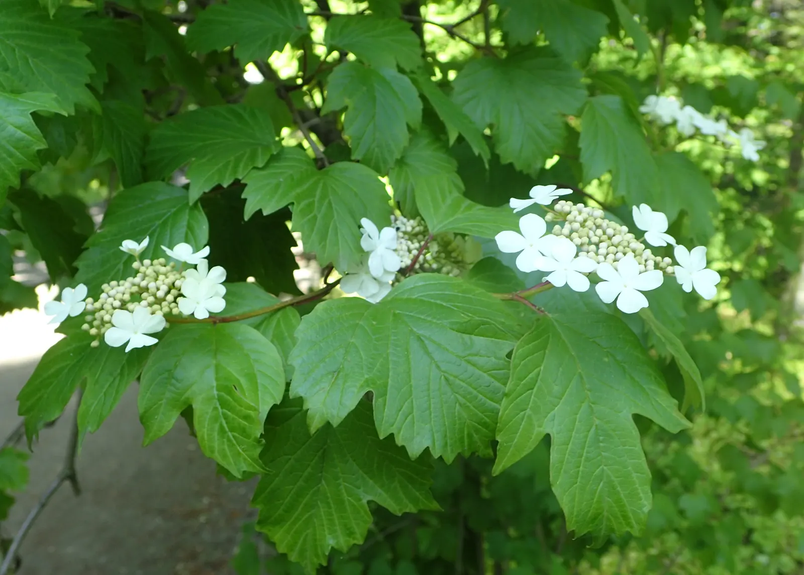 Sargent Viburnum (Viburnum Sargentii) — The leaves emerge in a bright green hue in spring, transforming to a deep, verdant green as they mature; shrub for full