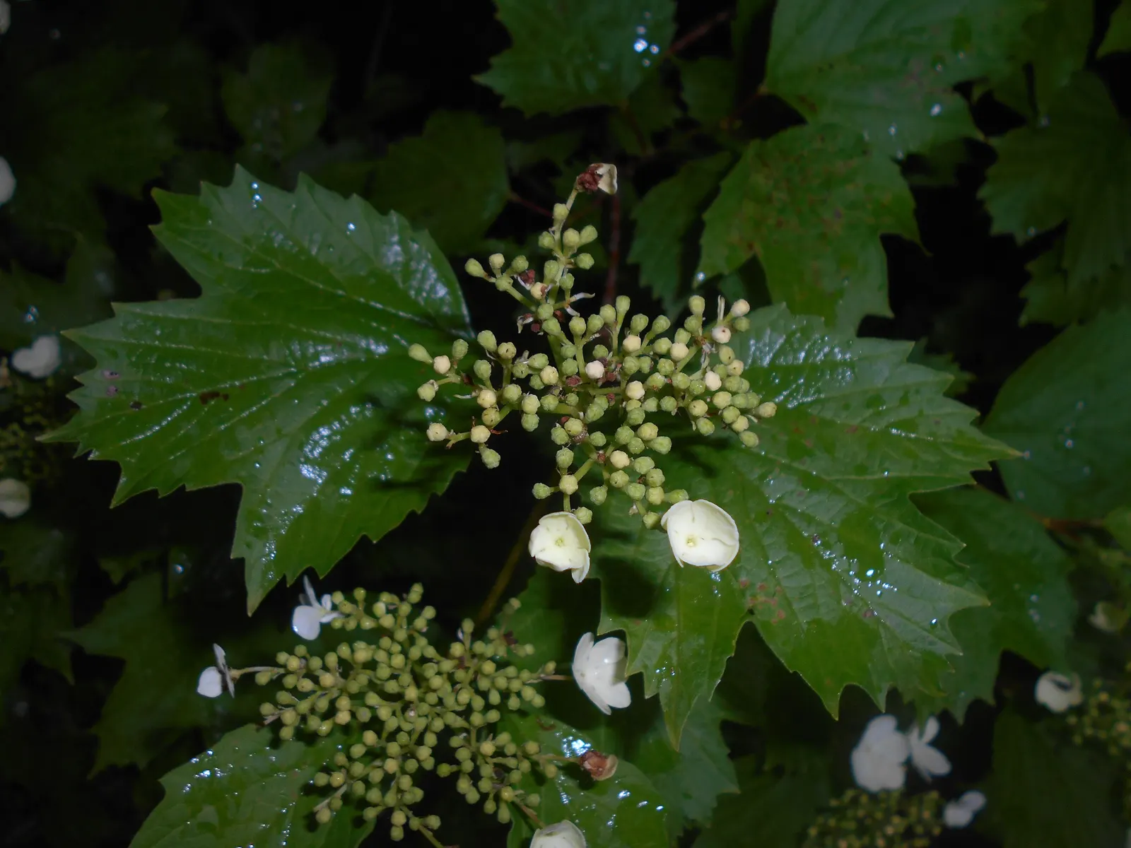 Sargent Viburnum (Viburnum Sargentii) — account for its mature dimensions and its ability to create a substantial presence in the landscape; white flowers in