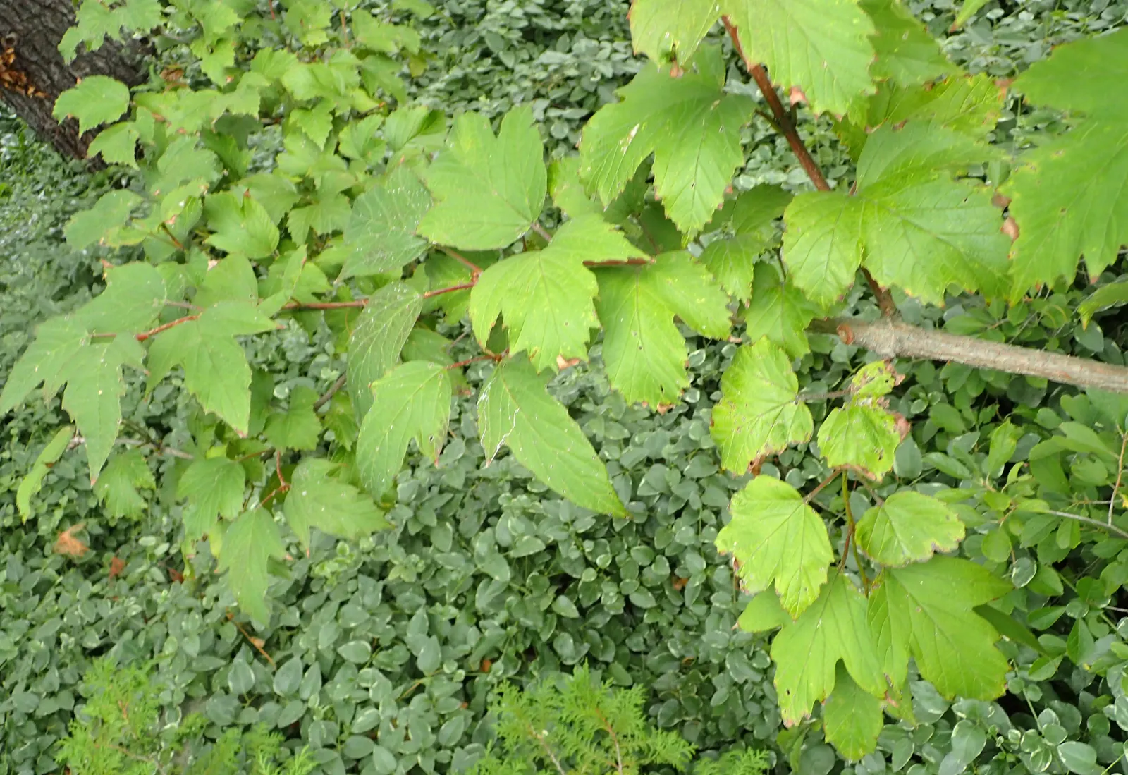 Sargent Viburnum (Viburnum Sargentii) — The Sargent Viburnum (Viburnum sargentii) presents a noteworthy addition to any garden design