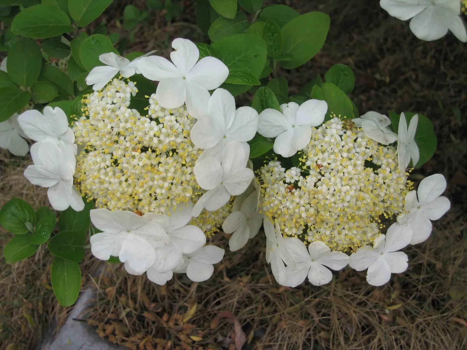 Sargent Viburnum (Viburnum Sargentii) — The Sargent Viburnum (Viburnum sargentii) is a hardy deciduous shrub, reaching 6-10 feet in height and spread; ideal
