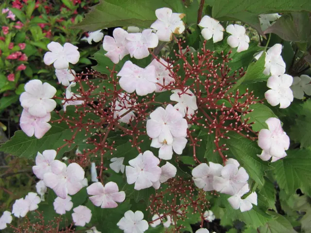 Sargent Viburnum (Viburnum Sargentii) — ovate leaves that span approximately 2 to 4 inches in length