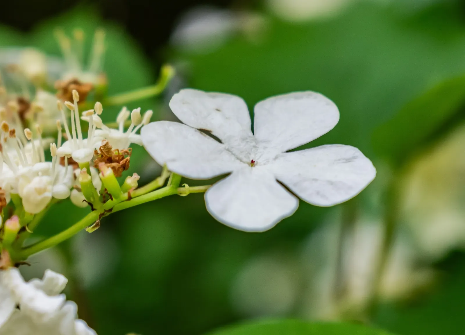 Sargent Viburnum (Viburnum Sargentii) — offering food for birds.<br><br>Given its size and seasonal interest