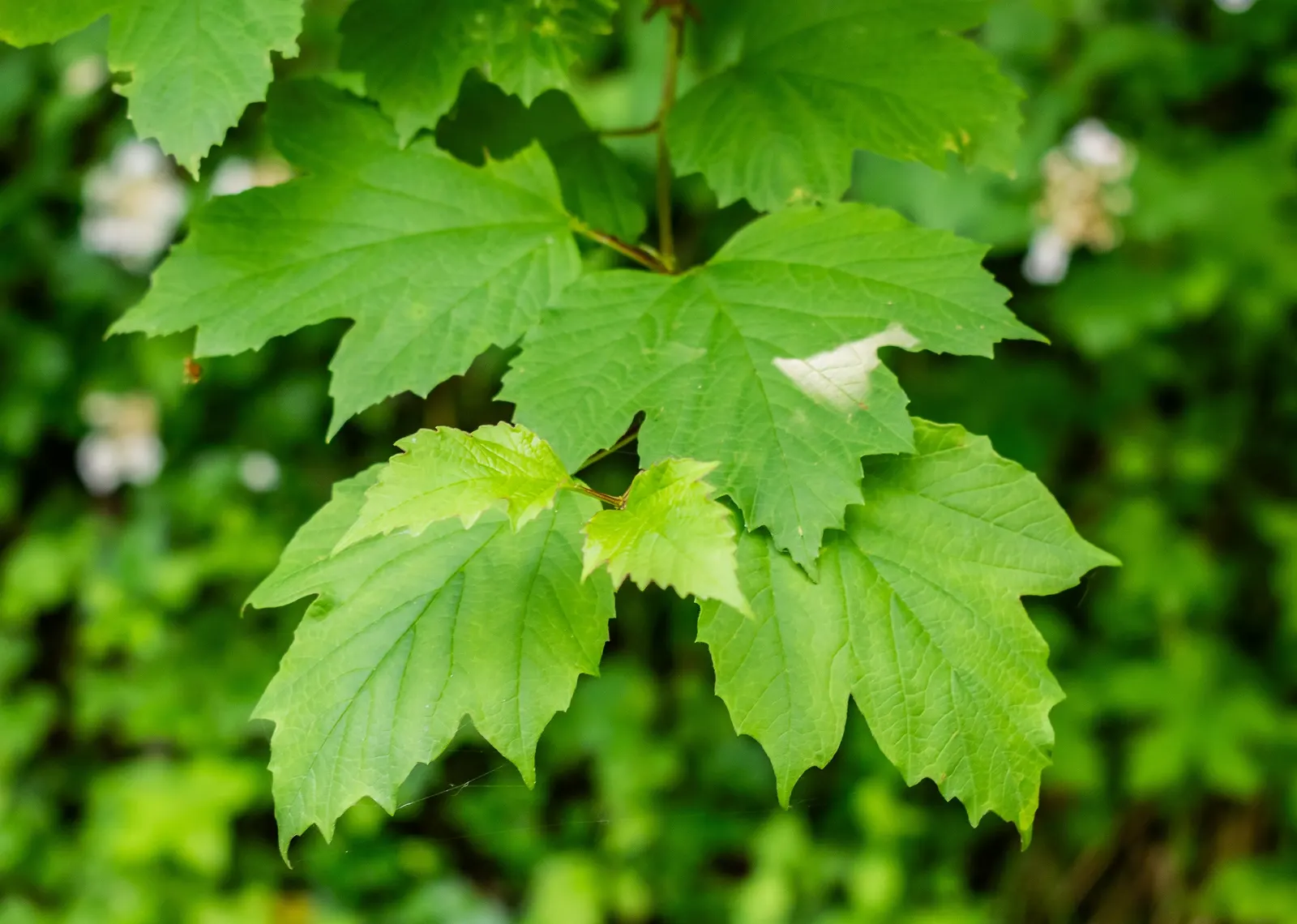 Sargent Viburnum (Viburnum Sargentii) — The leaves emerge in a bright green hue in spring, transforming to a deep, verdant green as they mature