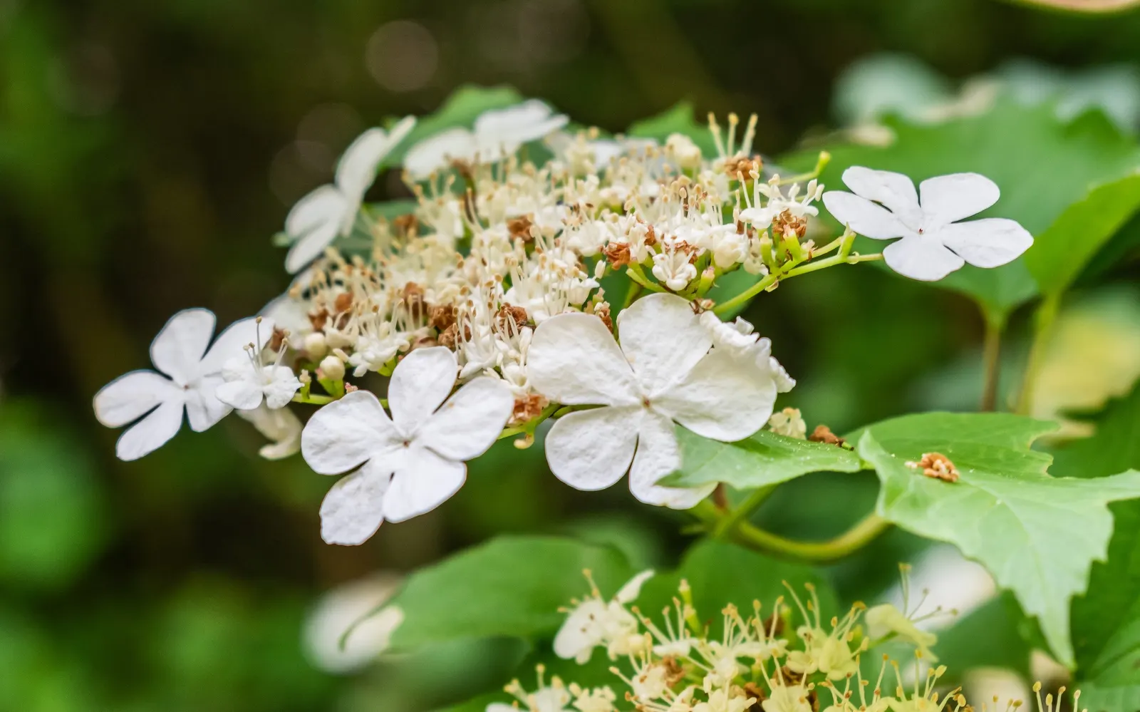 Sargent Viburnum (Viburnum Sargentii) — offering a rich tapestry of visual and sensory attributes throughout the seasons
