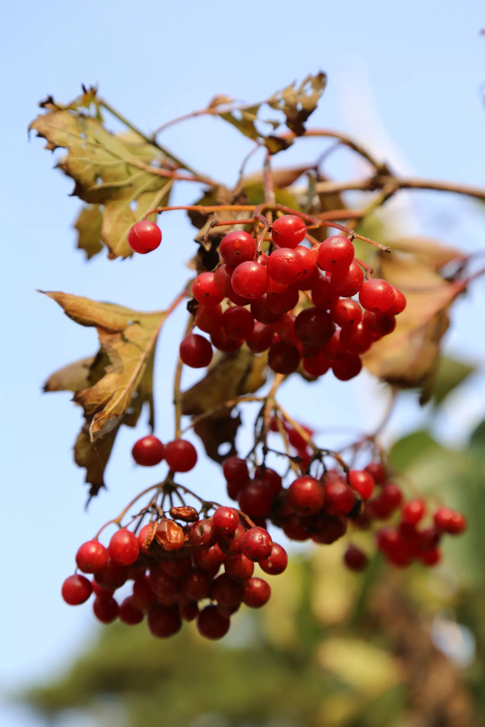 Sargent Viburnum (Viburnum Sargentii) — This adaptable plant prefers full sun to partial shade, and well-drained soils; when designing with this shrub