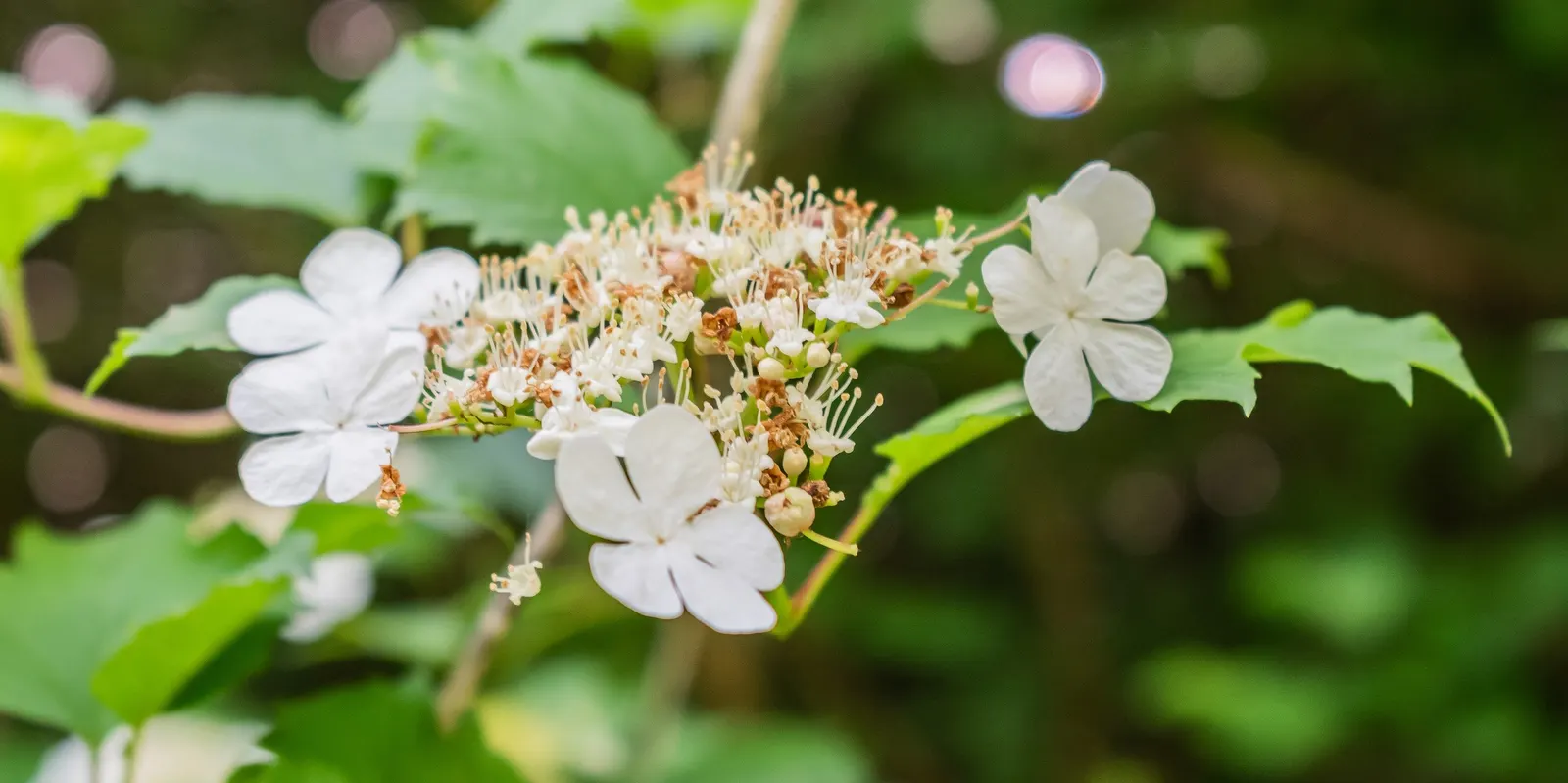 Sargent Viburnum (Viburnum Sargentii) — typically reaching up to 10 to 12 feet in height with a comparable spread of 10 to 12 feet