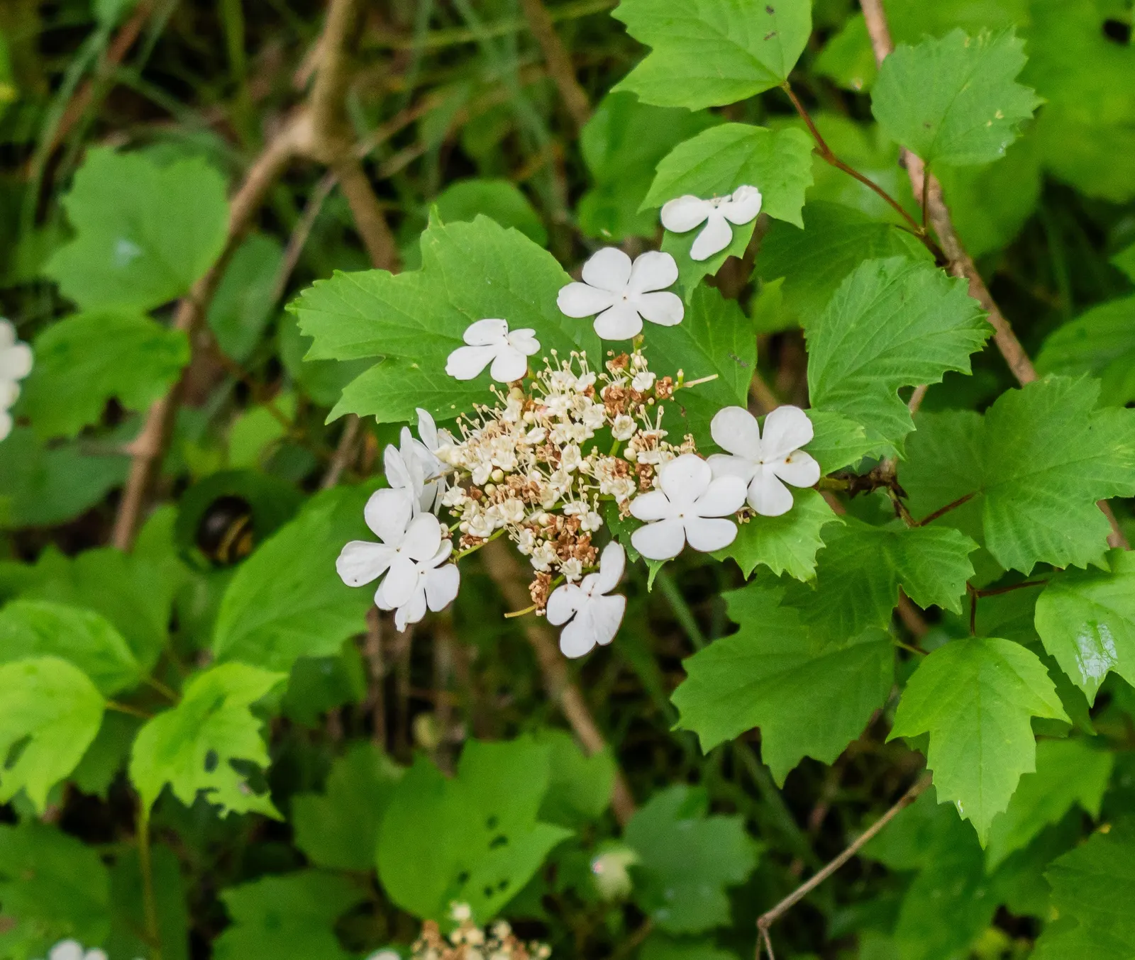 Sargent Viburnum (Viburnum Sargentii) — It's loved for its creamy-white spring blooms, red fruit maturing to black, and fiery red fall foliage, image 46
