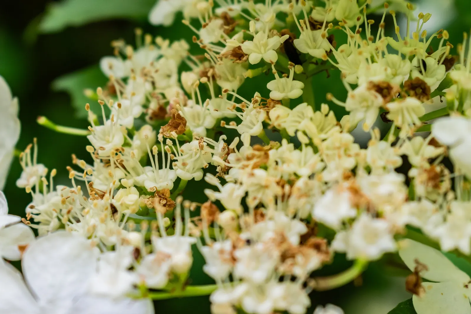 Sargent Viburnum (Viburnum Sargentii) — When designing with this shrub; the leaves emerge in a bright green hue in spring, transforming to a deep, verdant