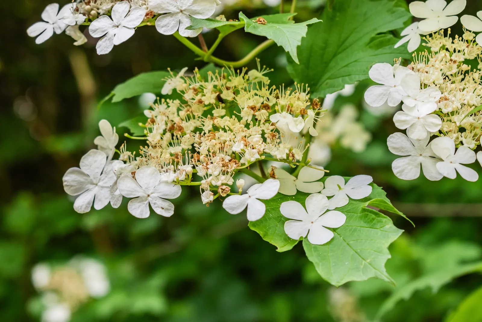 Sargent Viburnum (Viburnum Sargentii) — shrub with white blooms