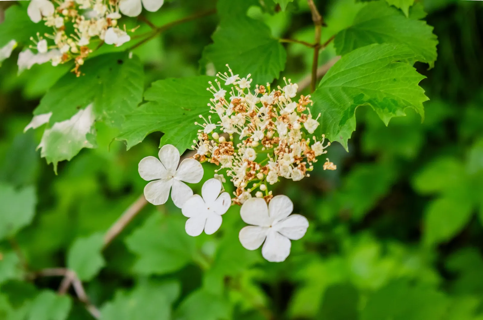 Sargent Viburnum (Viburnum Sargentii) — The Sargent Viburnum (Viburnum sargentii) is a hardy deciduous shrub, reaching 6-10 feet in height and spread