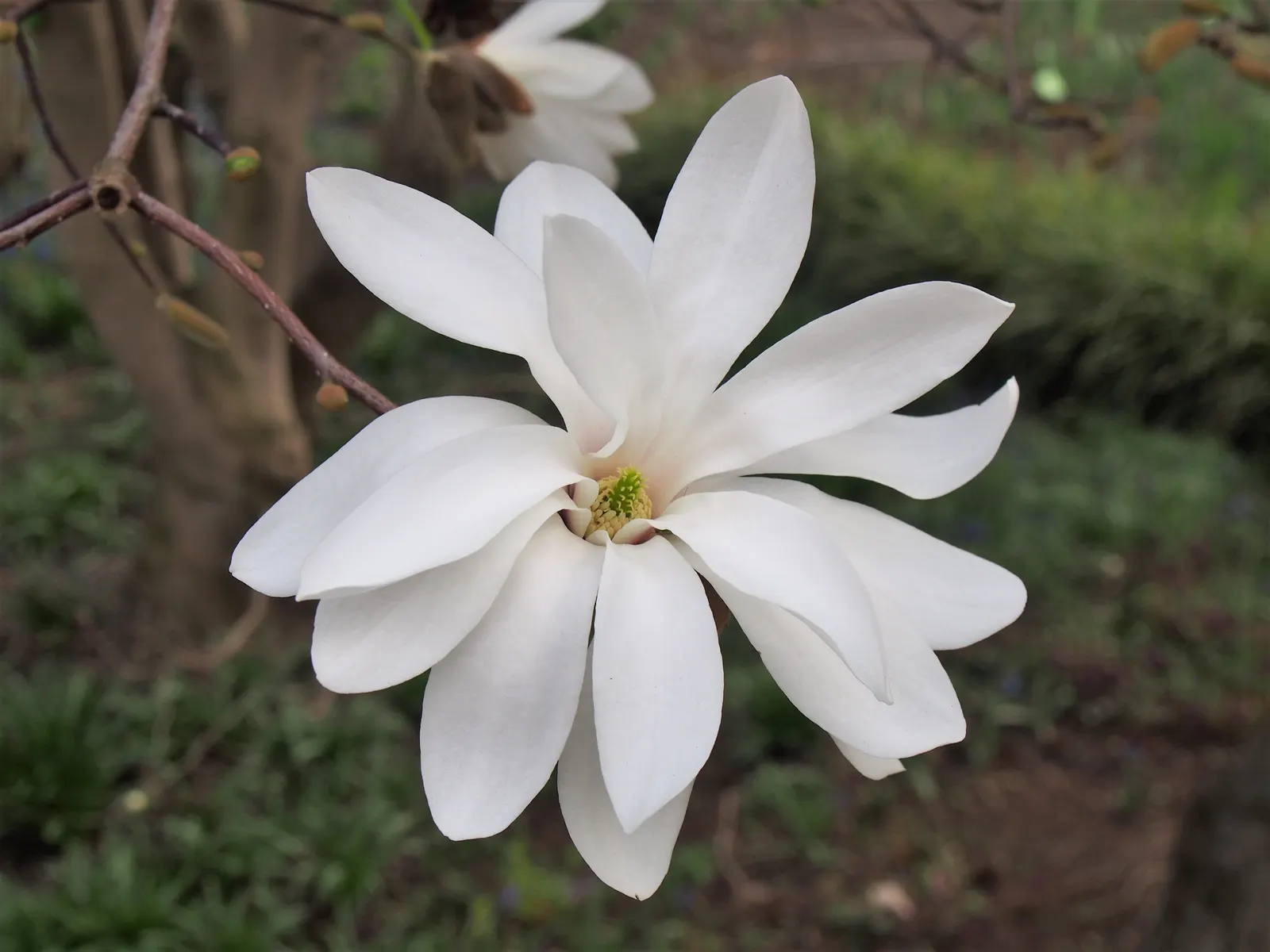 Star Magnolia (Magnolia Stellata) — The Star Magnolia, a spectacular early spring bloomer, is renowned for its profusion of starry white flowers, image 64