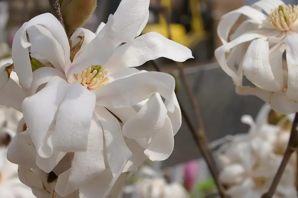 Star Magnolia (Magnolia Stellata) — and it prefers a sunny to partly shaded spot in the garden; the leaves are oblong to oval, image 67