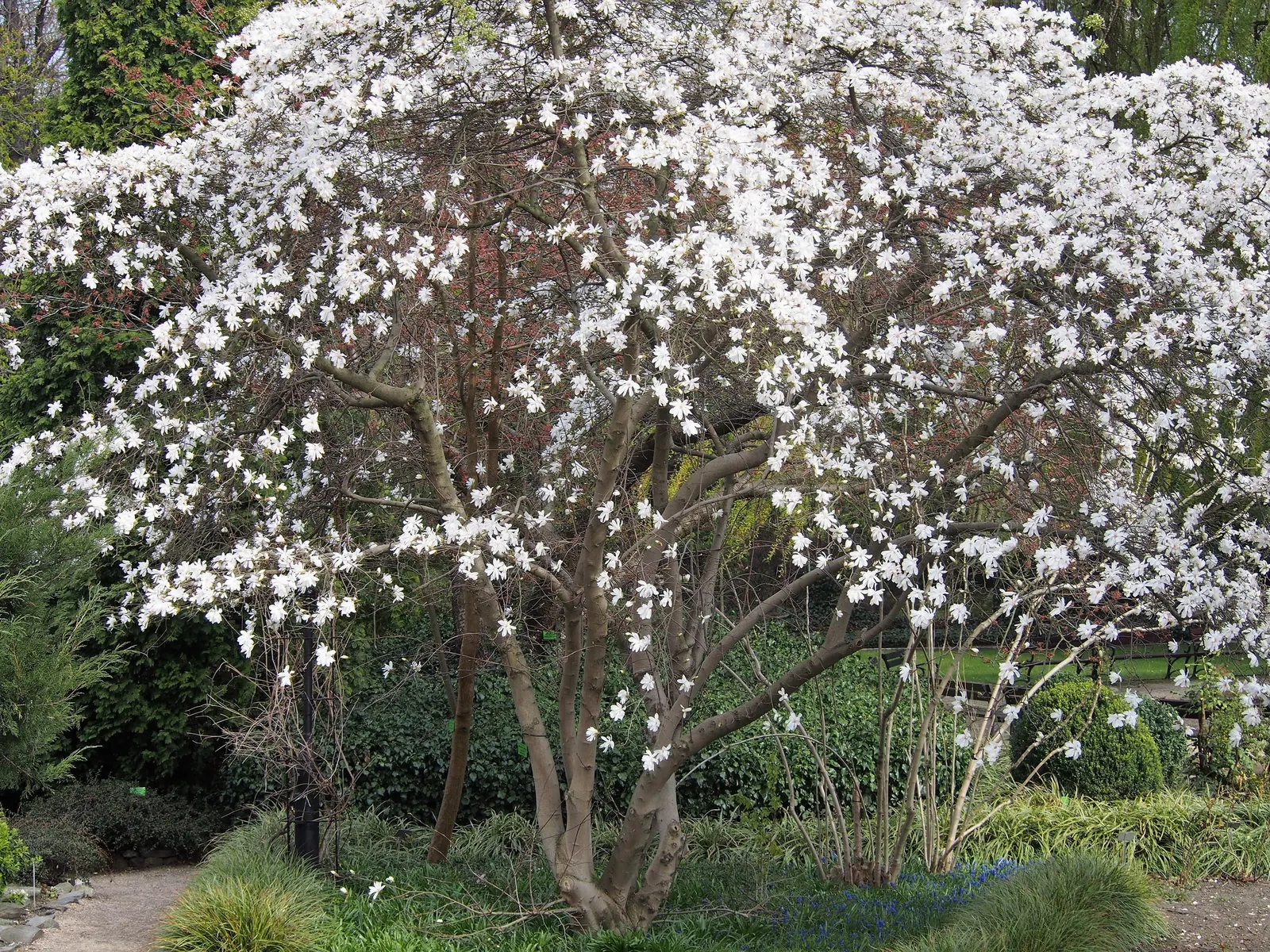 Star Magnolia (Magnolia Stellata) — it is perfect for residential garden beds; or even as a border plant, image 80