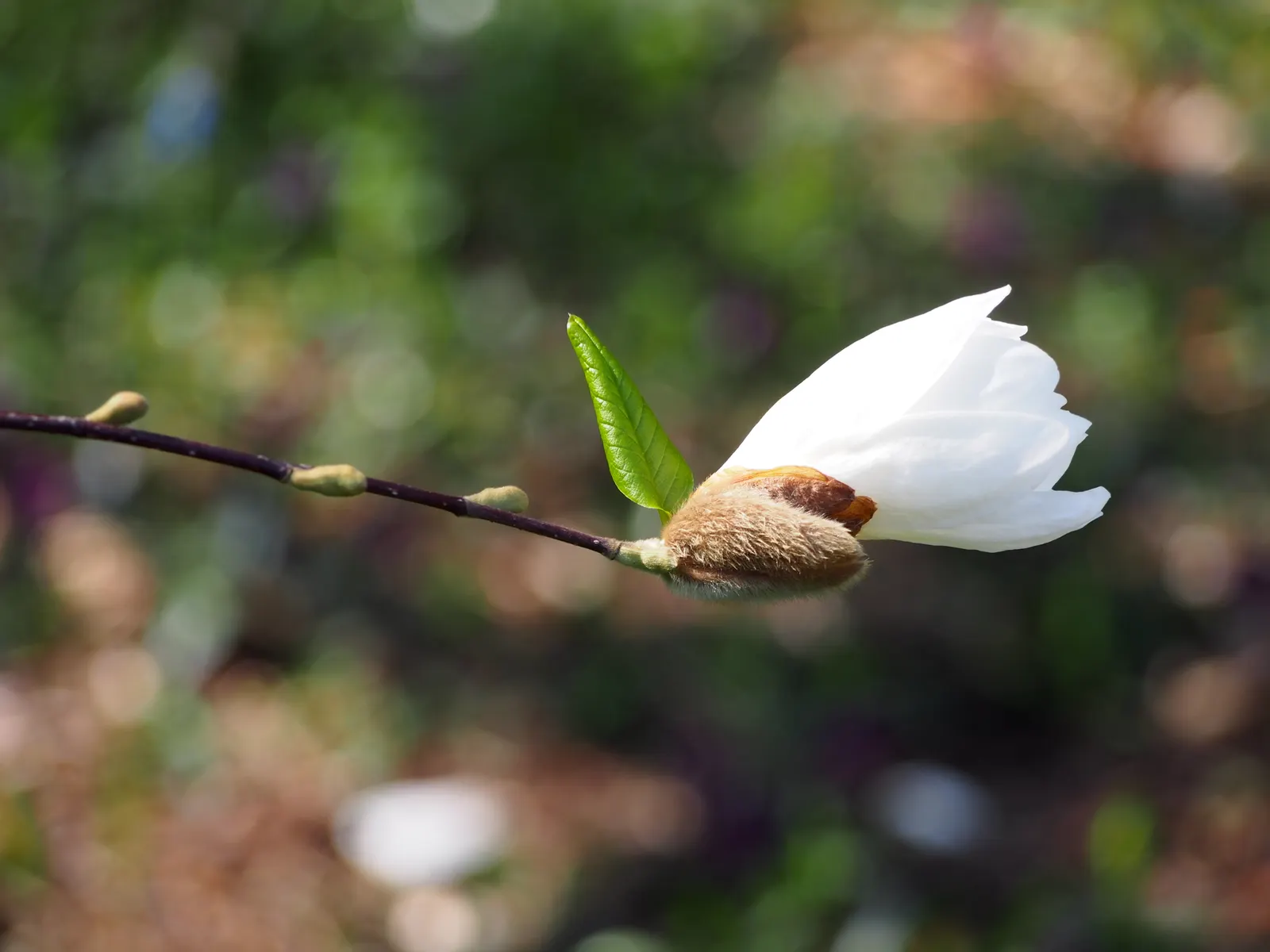 Star Magnolia (Magnolia Stellata) — or even as a border plant; typically reaching 15-20 feet in height with a similar spread, image 81