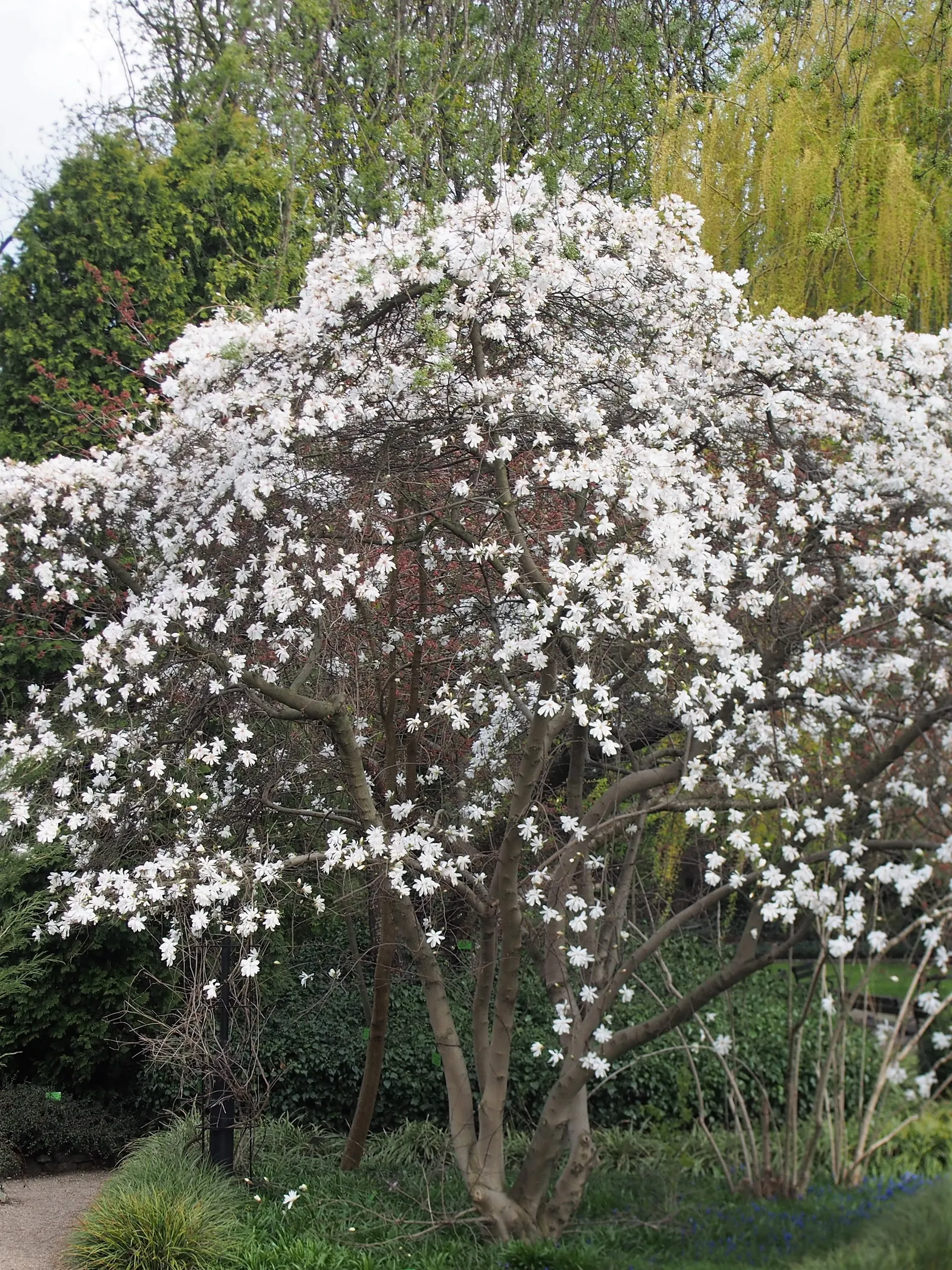 Star Magnolia (Magnolia Stellata) — It is also advisable to mulch around the base to conserve soil moisture and provide winter protection