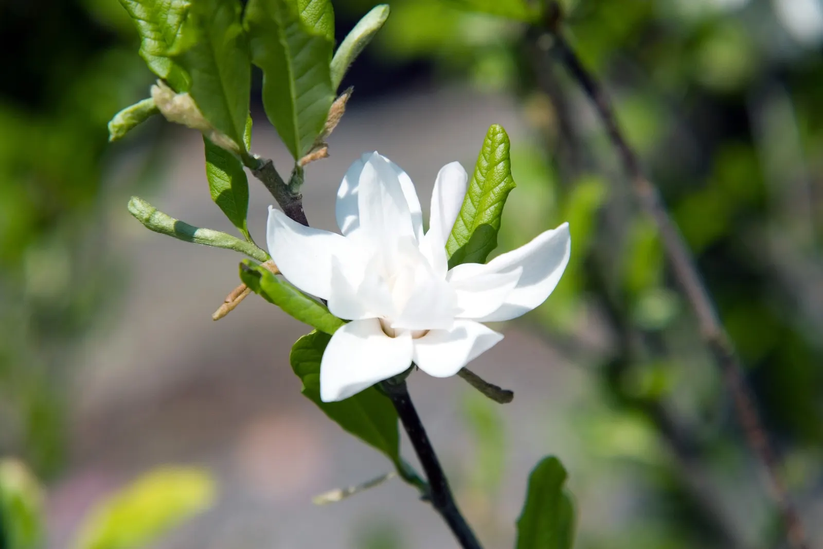 Star Magnolia (Magnolia Stellata) — creating a striking display against the bare branches