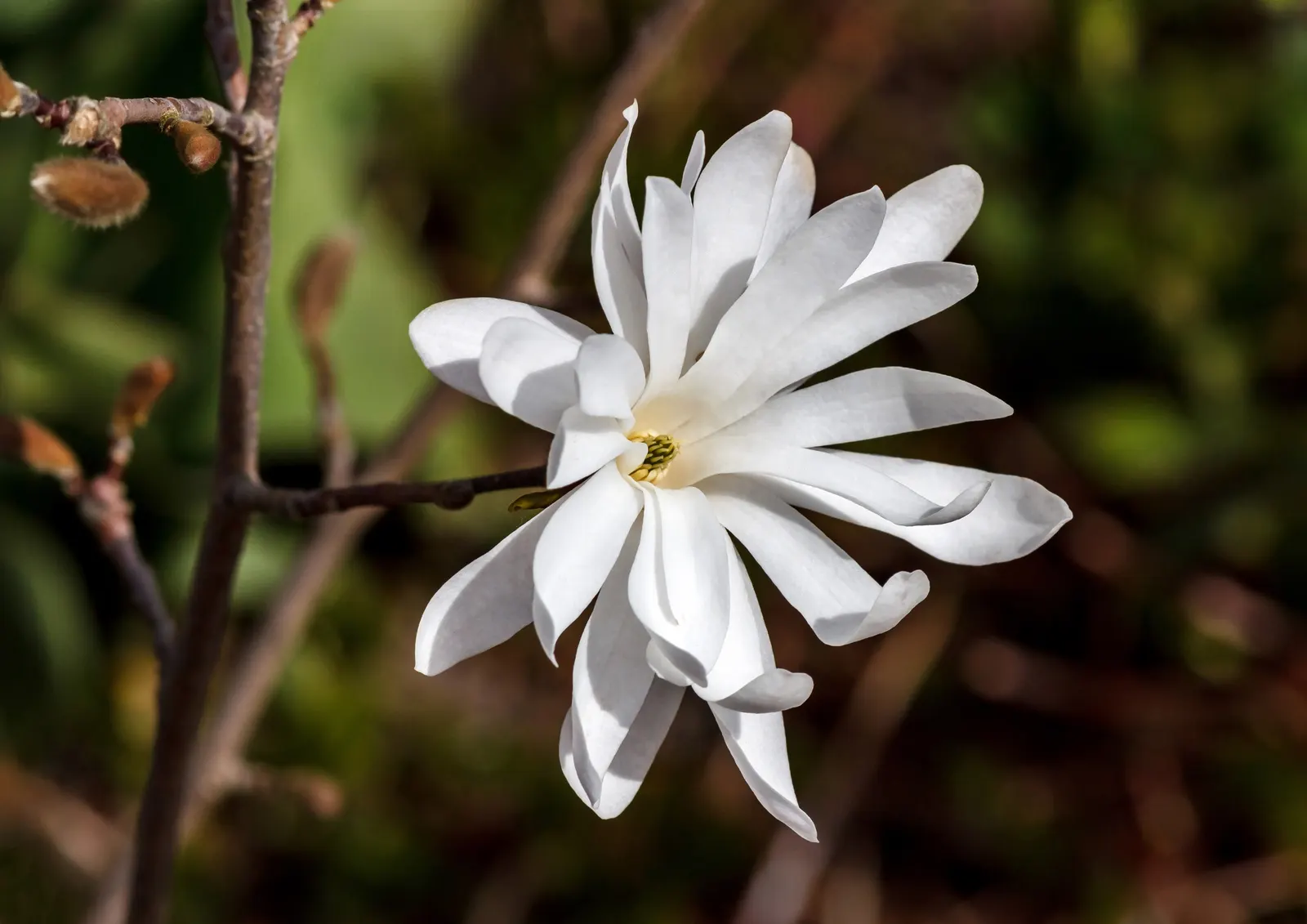 Star Magnolia (Magnolia Stellata) — with a spread of 10 to 15 feet; and it prefers a sunny to partly shaded spot in the garden, image 66