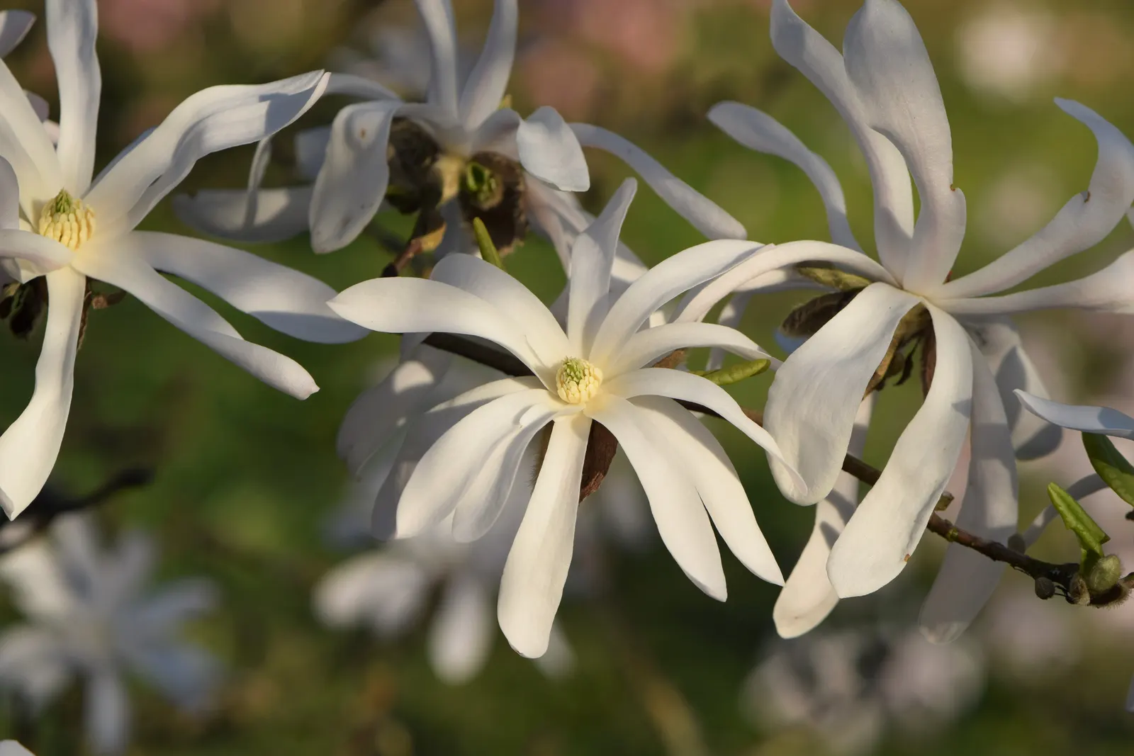 Star Magnolia (Magnolia Stellata) — tree with white blooms