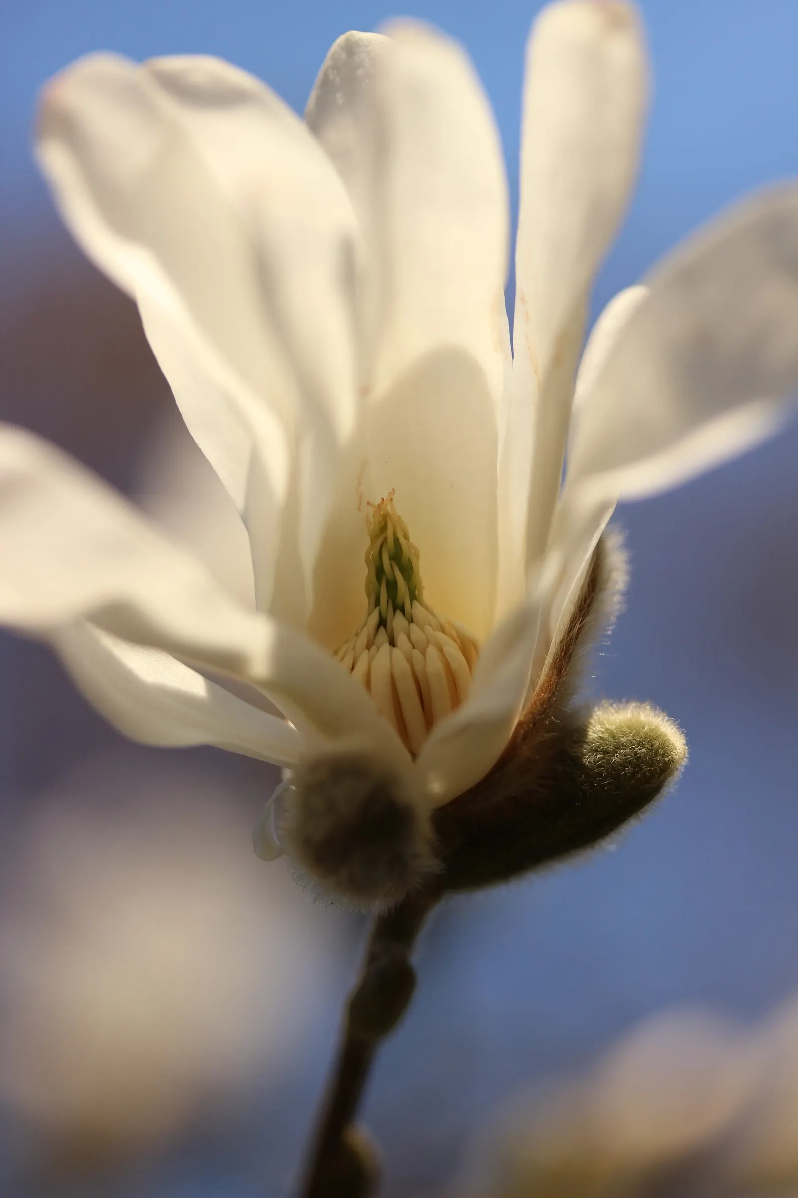 Star Magnolia (Magnolia Stellata) — Prefers well-drained, slightly acidic soil; full sun to partial shade; and it prefers a sunny to partly shaded, image 62