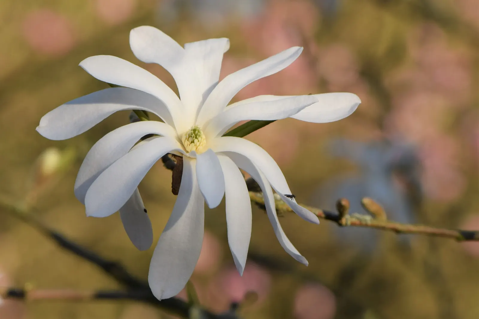 Star Magnolia (Magnolia Stellata) — glossy green which turn yellow-bronze in the fall.<br><br>Star Magnolia prefers well-drained; the leaves are, image 75