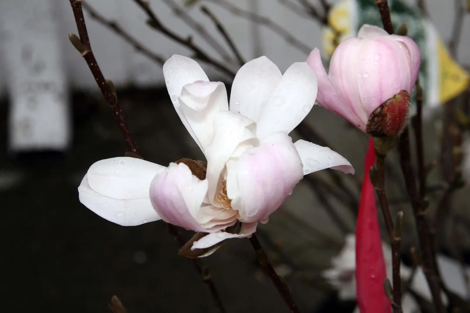 Star Magnolia (Magnolia Stellata) — <br><br>The flowers emerge before the foliage in late winter to early spring; and it prefers a sunny to partly, image 70