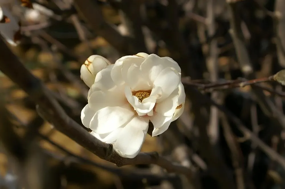 Star Magnolia (Magnolia Stellata) — it is perfect for residential garden beds