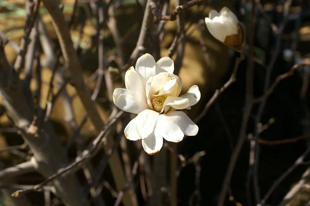 Star Magnolia (Magnolia Stellata) — glossy green which turn yellow-bronze in the fall.<br><br>Star Magnolia prefers well-drained
