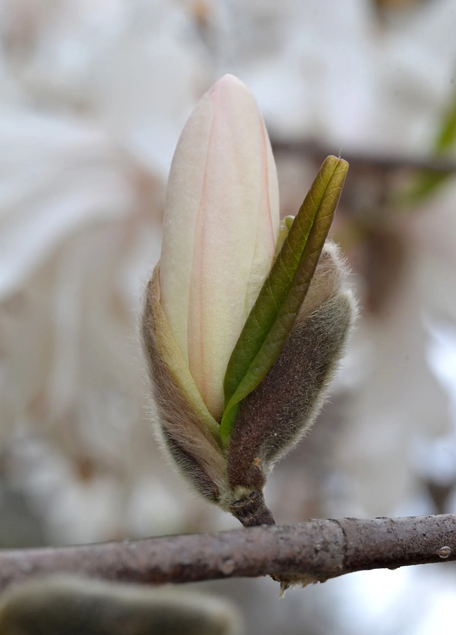 Star Magnolia (Magnolia Stellata) — Typically reaching 15-20 feet in height with a similar spread; or even as a border plant, image 60