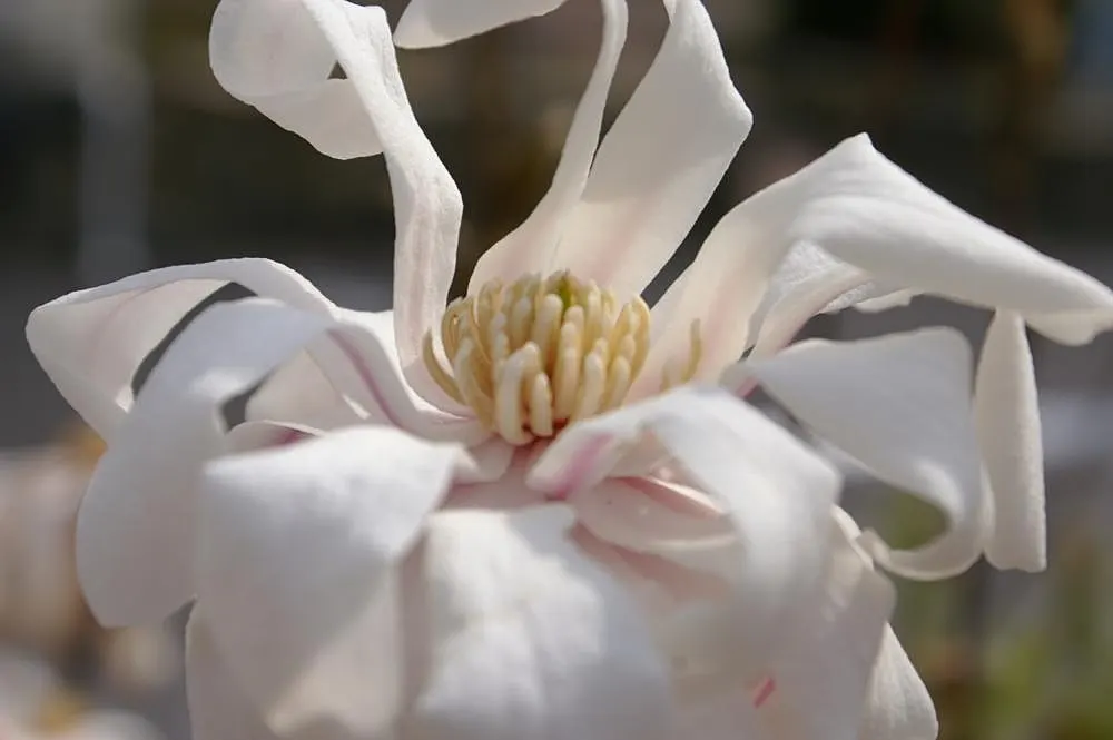 Star Magnolia (Magnolia Stellata) — creating a striking display against the bare branches; or even as a border plant, image 72