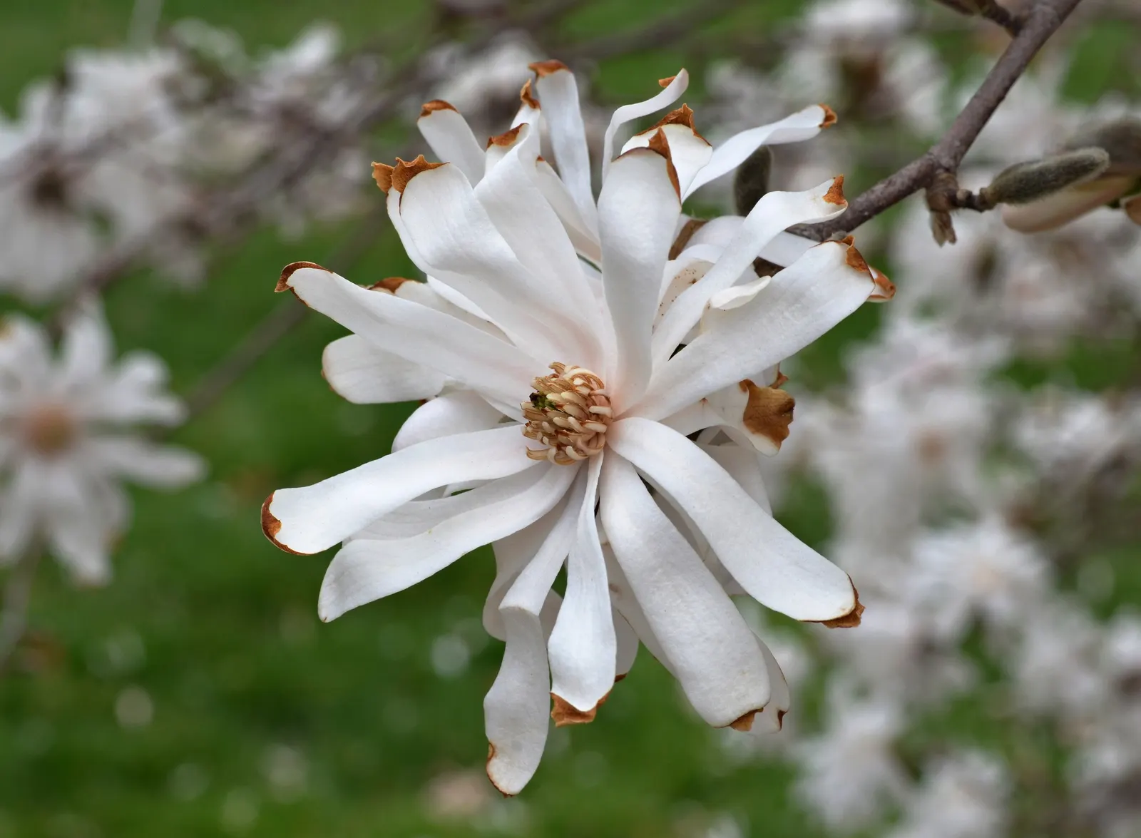 Star Magnolia (Magnolia Stellata) — Typically reaching 15-20 feet in height with a similar spread; or even as a border plant, image 88