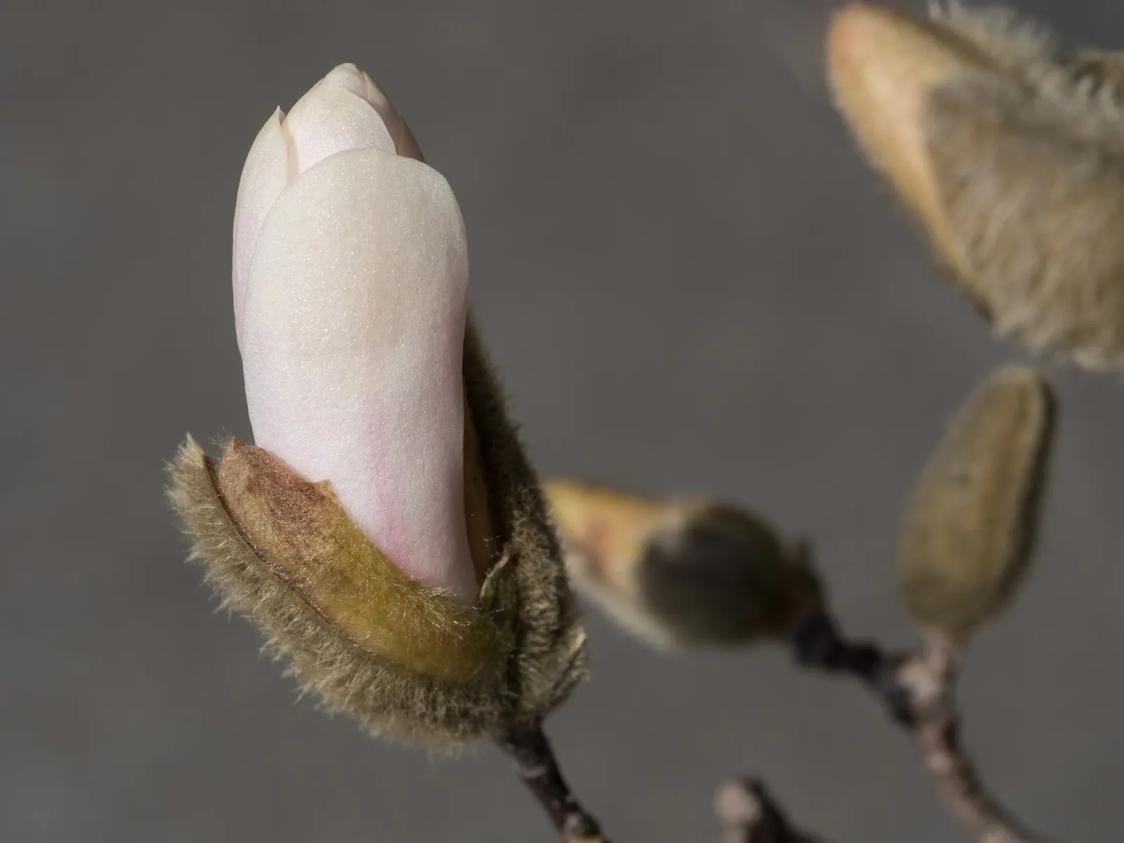 Star Magnolia (Magnolia Stellata) — Typically reaching 15-20 feet in height with a similar spread; or even as a border plant