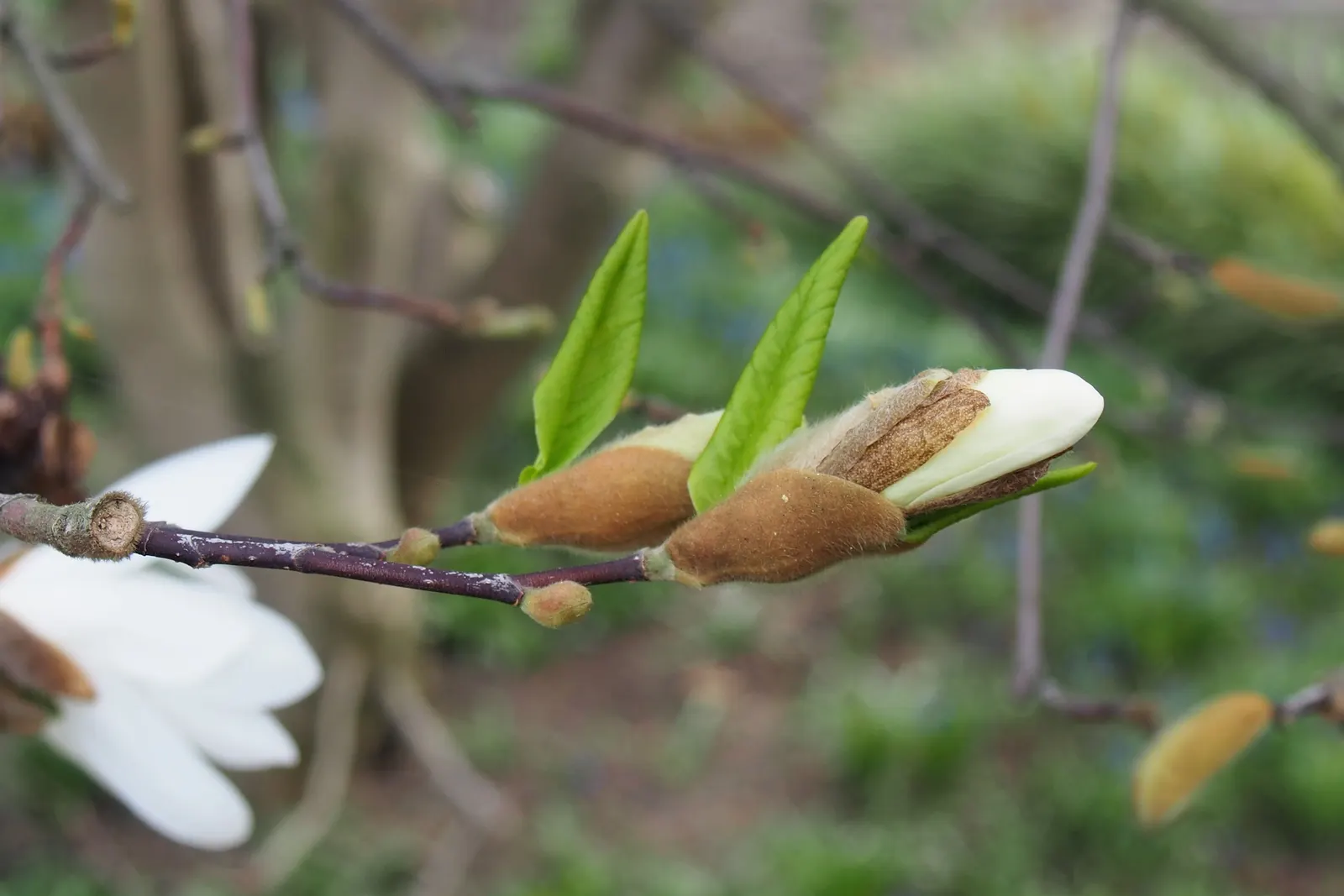 Star Magnolia (Magnolia Stellata) — The flowers exhibit a slight fragrance and span up to 4 inches across; typically reaching 15-20 feet in height, image 73