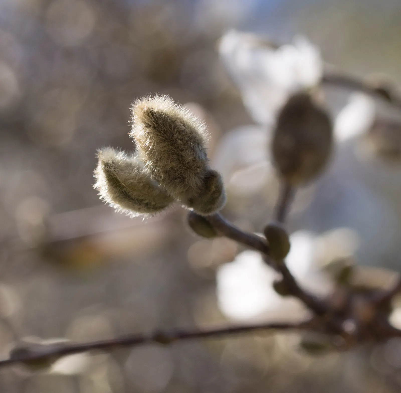 Star Magnolia (Magnolia Stellata) — white flowers in the garden; and it prefers a sunny to partly shaded spot in the garden, image 82