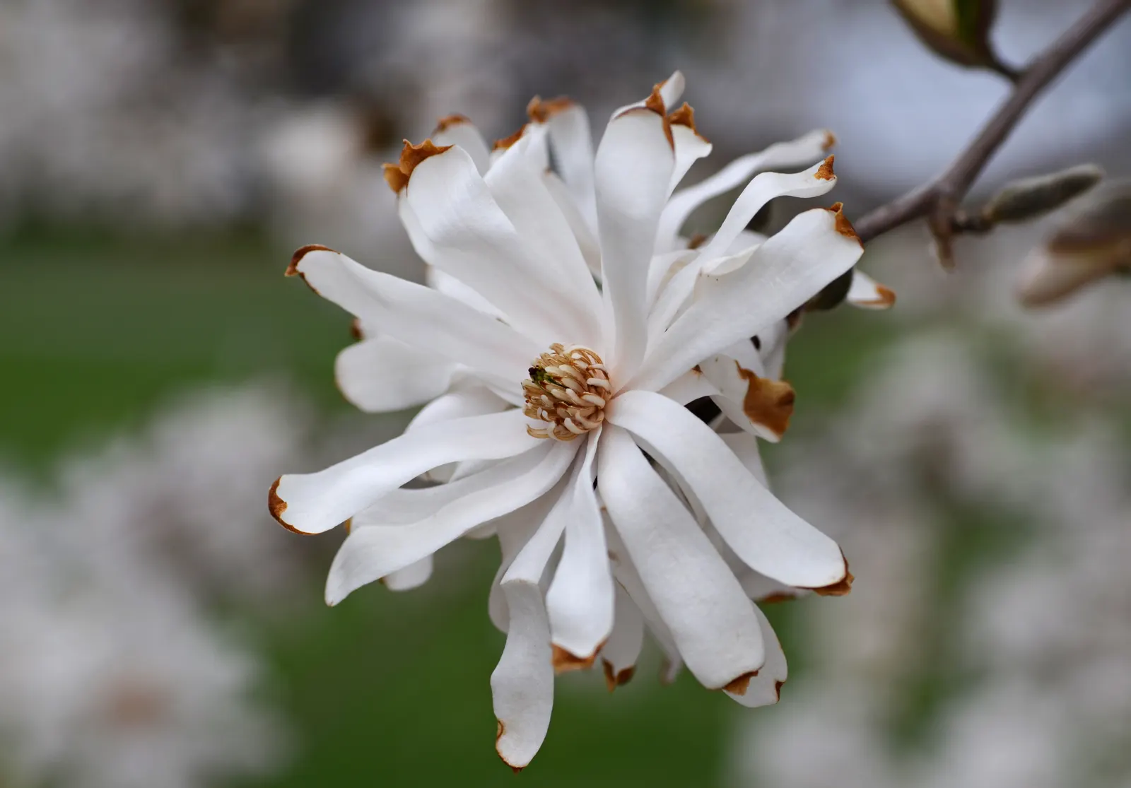 Star Magnolia (Magnolia Stellata) — renowned for its early spring bloom of star-shaped white flowers; and it prefers a sunny to partly shaded spot, image 86