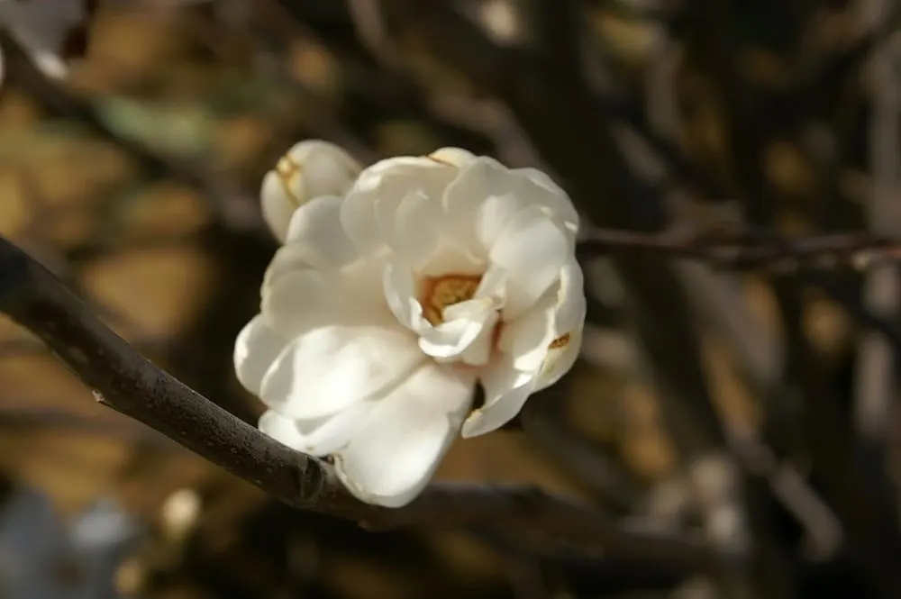 Star Magnolia (Magnolia Stellata) — with each bloom consisting of 12 to 18 slender; the leaves are oblong to oval, image 71